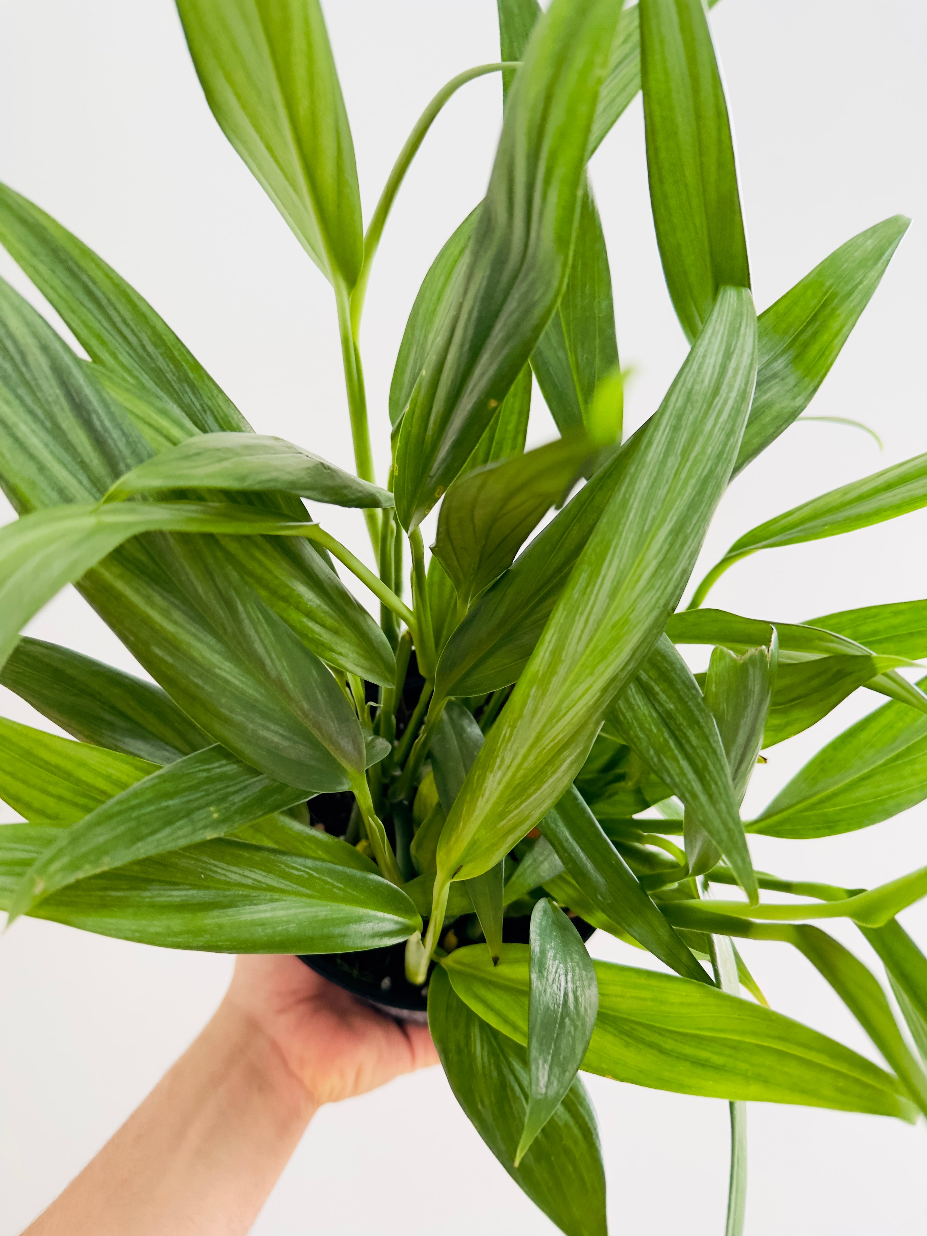 Epipremnum Pinnatum Neon 'Kujang's Flame' - Grown on Totem - 8