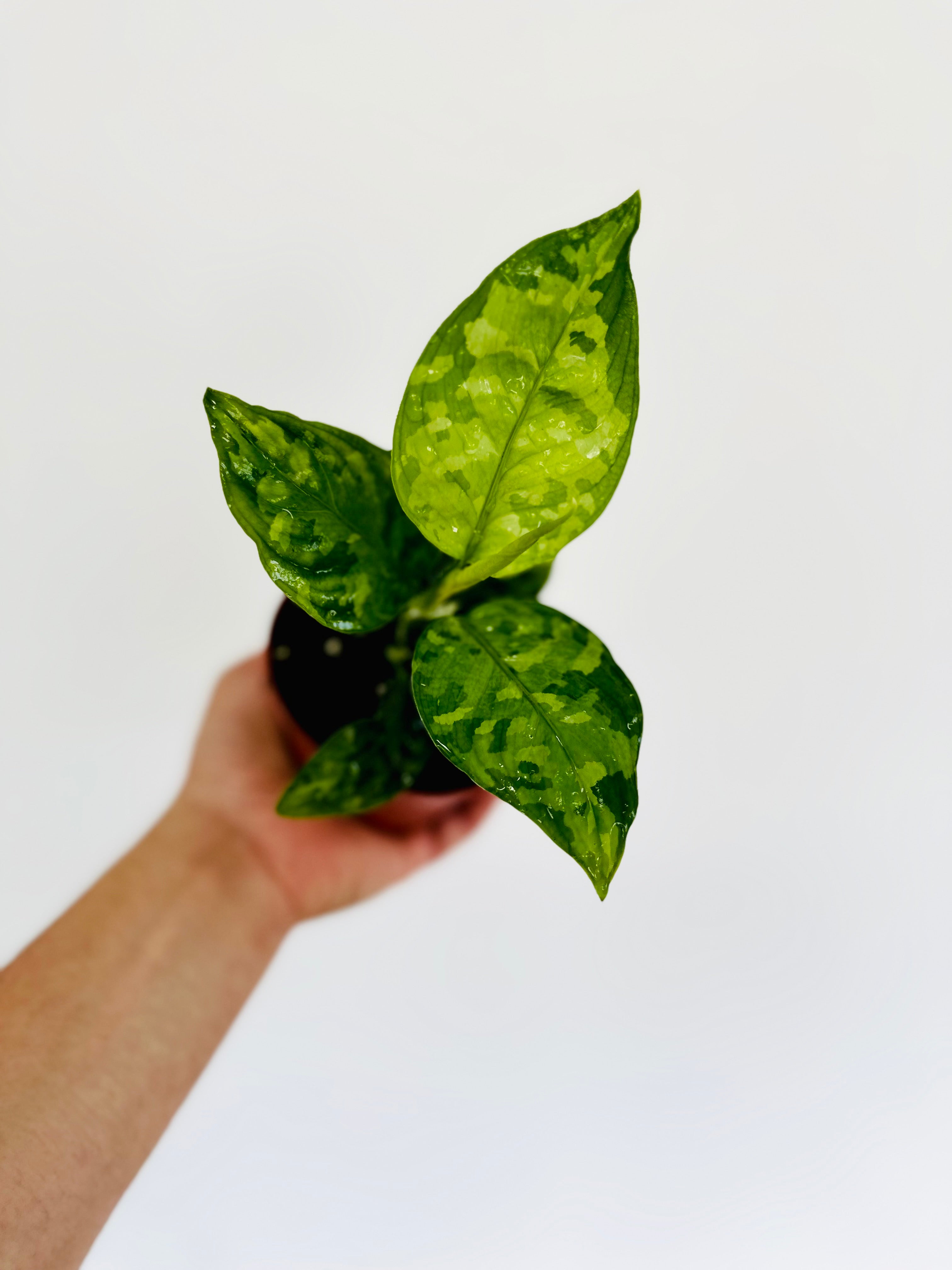 Aglaonema Pictum Tricolor - 4