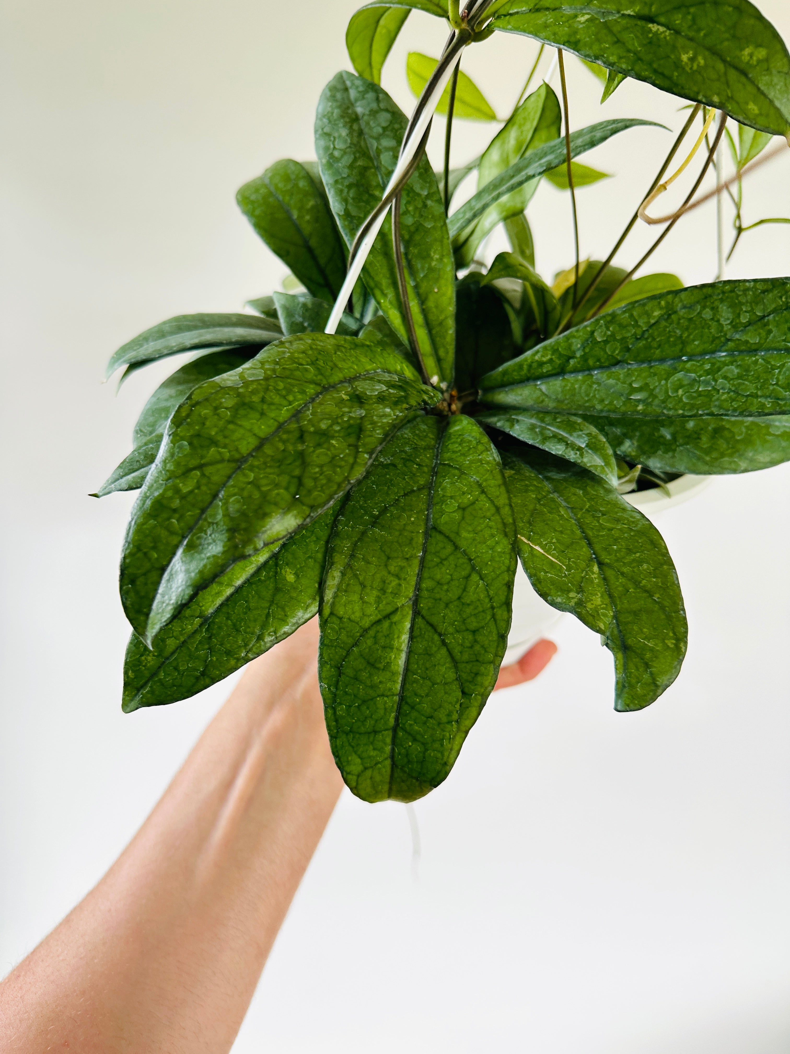 Hoya Crassipetiolata - Up to 3 Feet Long Vines - Rare Hoya - 8