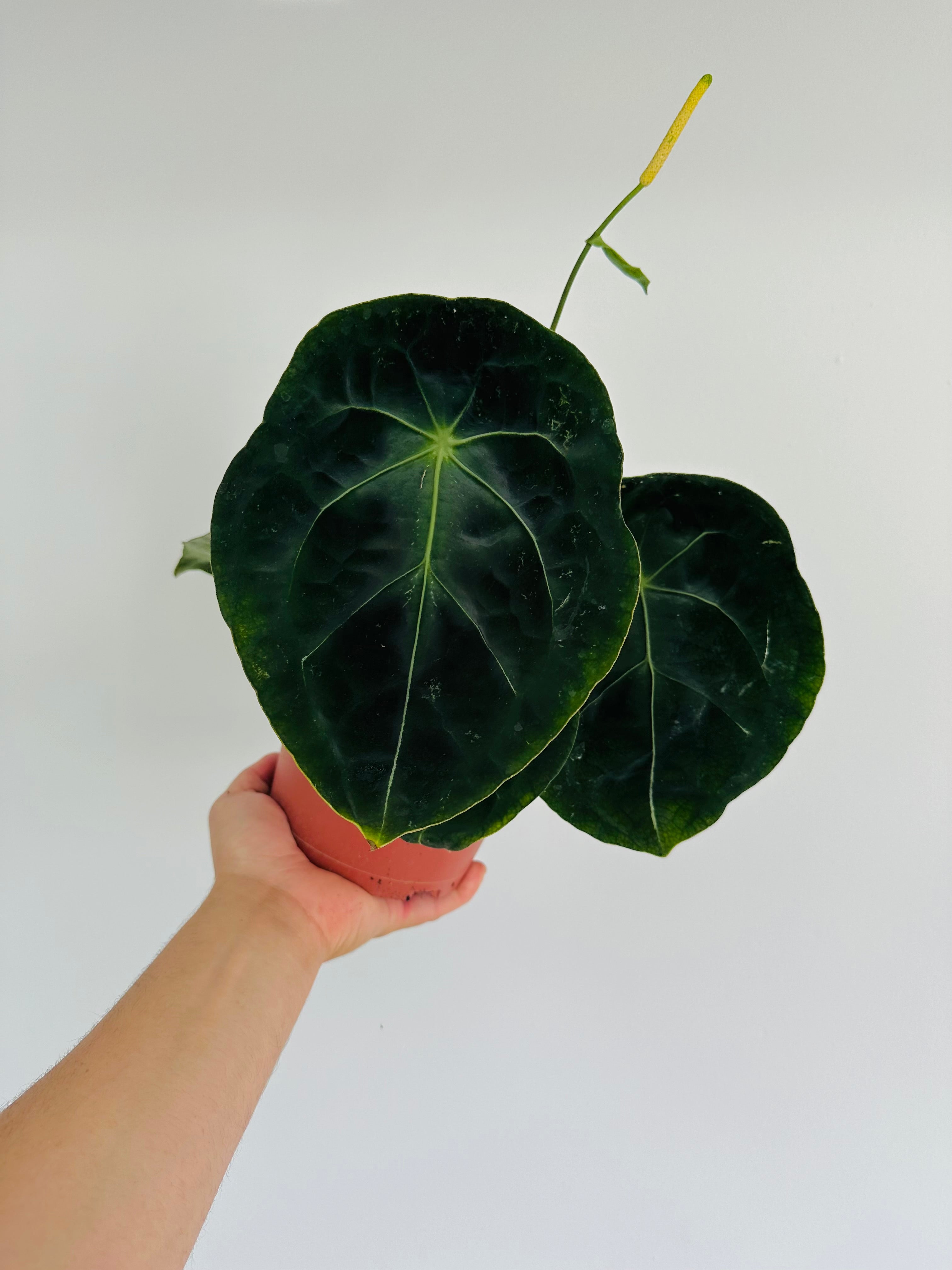 Anthurium forgetii online