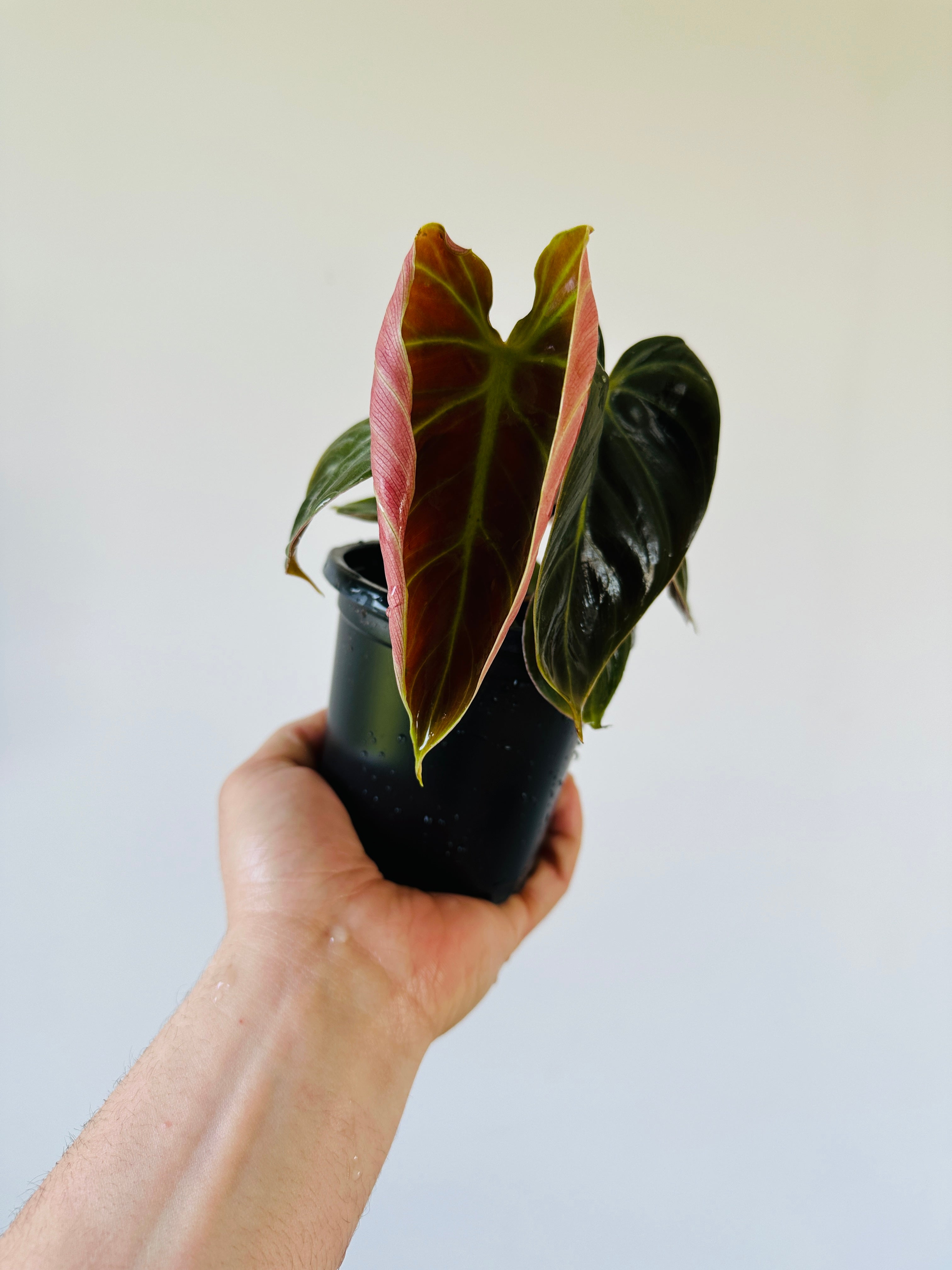 Philodendron shops El Choco Red