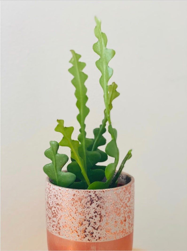 Fishbone Cactus - Epiphyllum Anguliger - 4 Pot – Brumley & Bloom