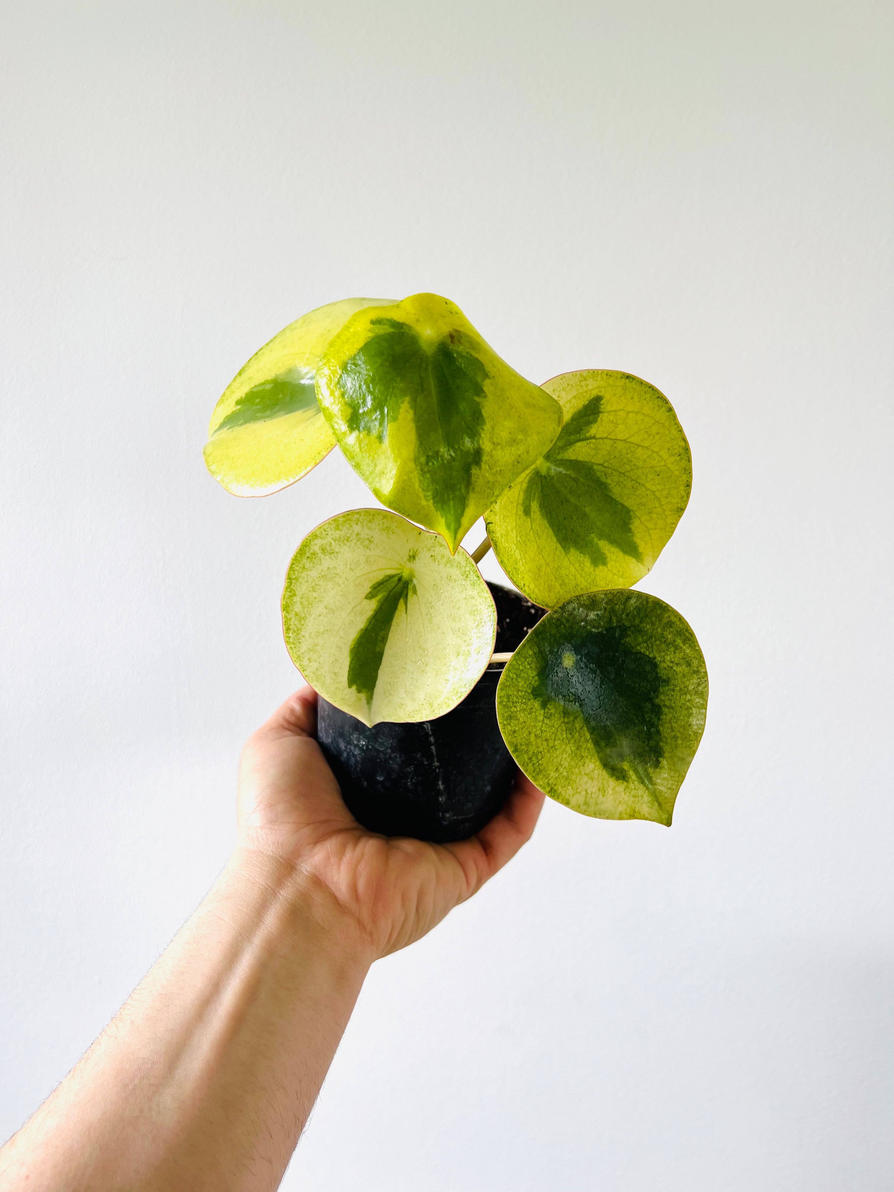 Variegated Raindrop Peperomia 'Verdant Flame' (Var. Peperomia