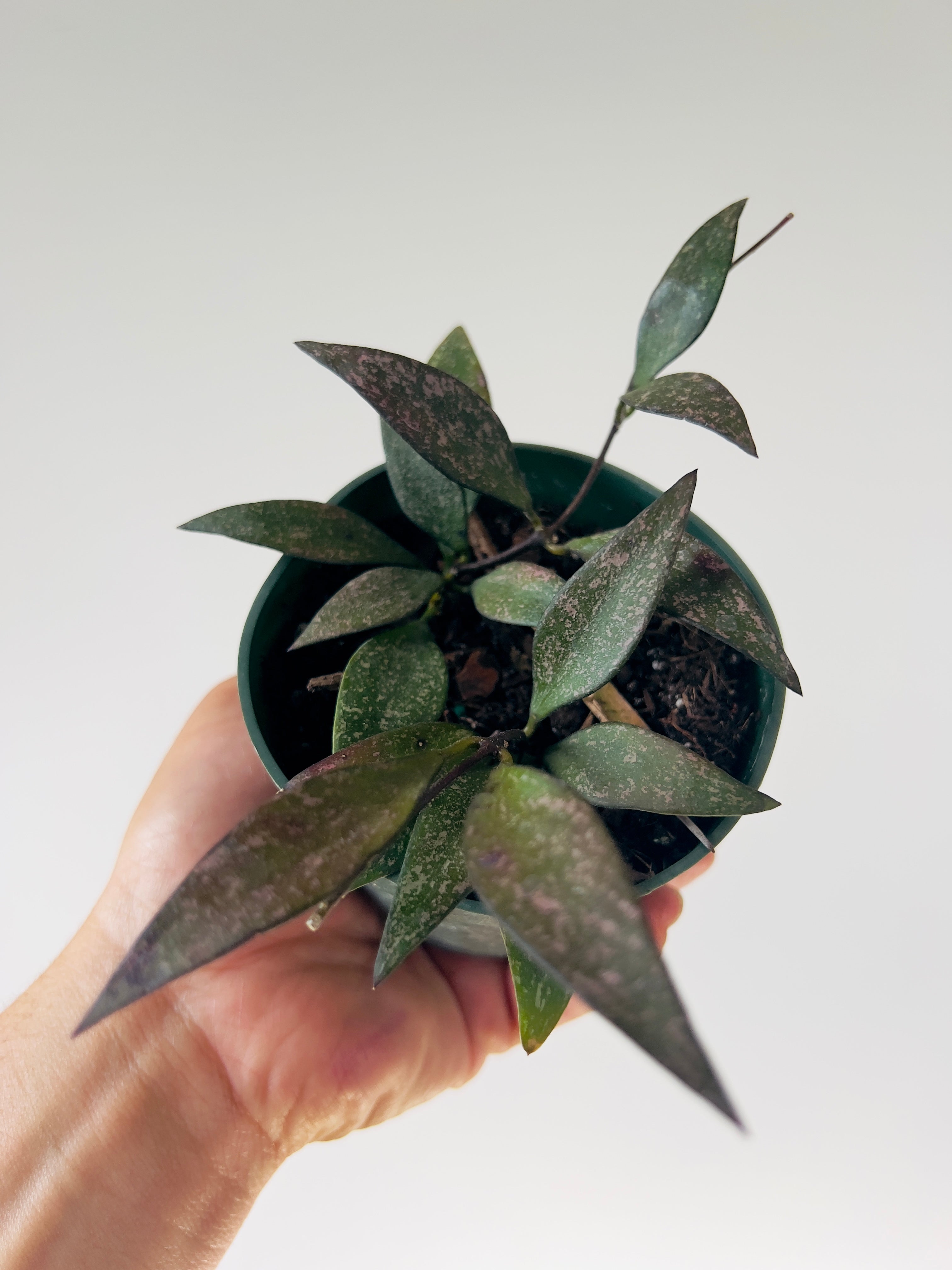 Hoya Parviflora splash in 4.25”pot - rare store hoya-wax plant-attractive foliage-beautiful scented flowers-houseplant - flashy leaves