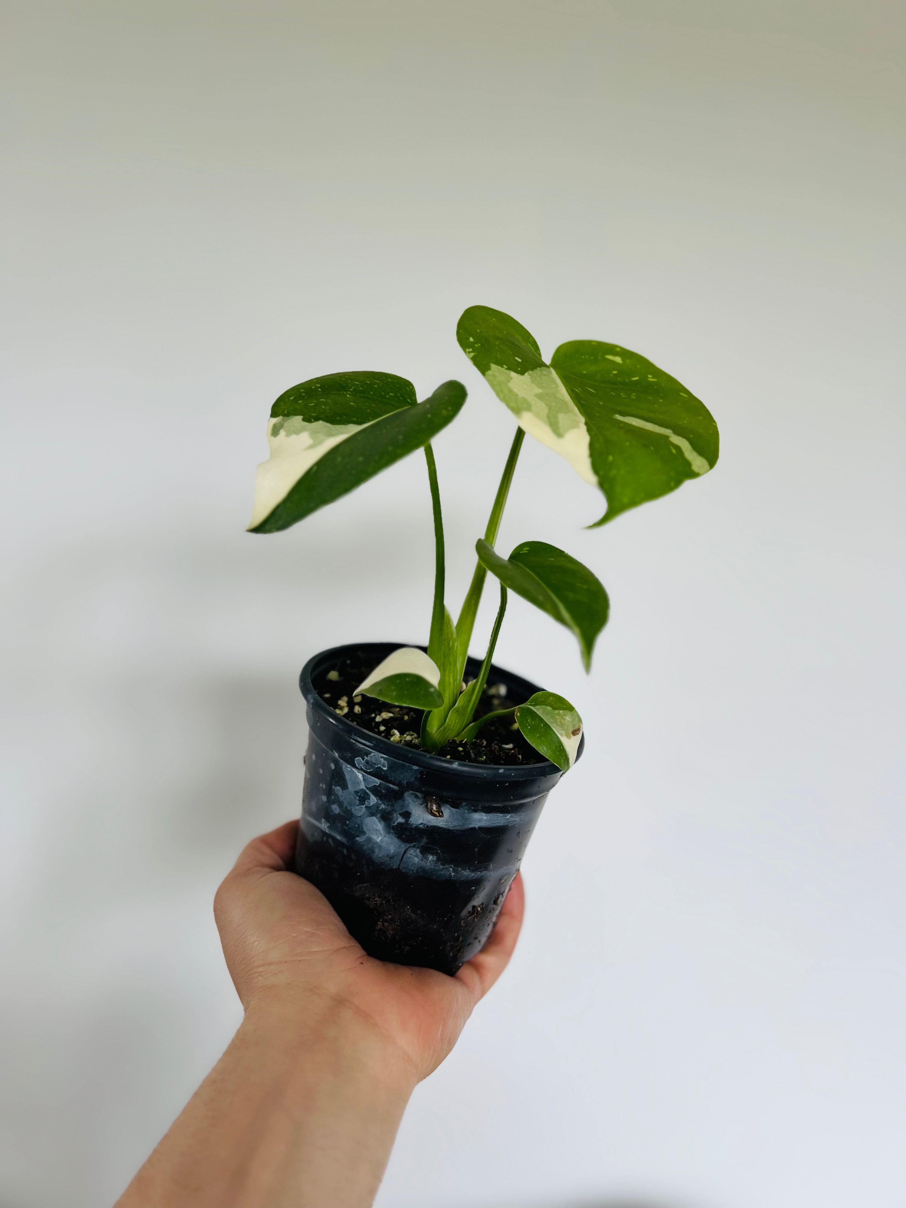 Monstera deliciosa 'Thai Constellation' 4 – Sprout Home