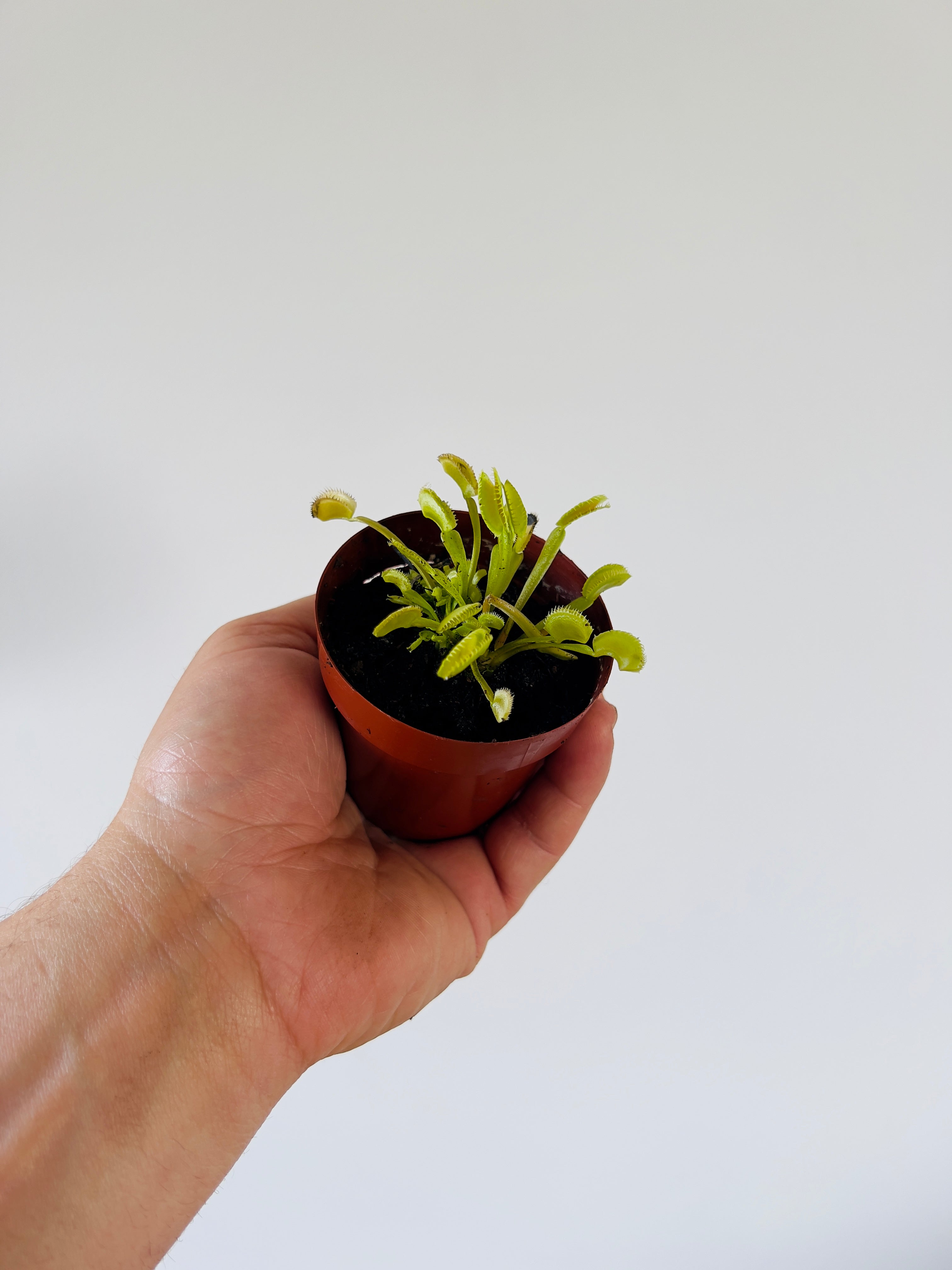 Venus Flytrap 'Dente