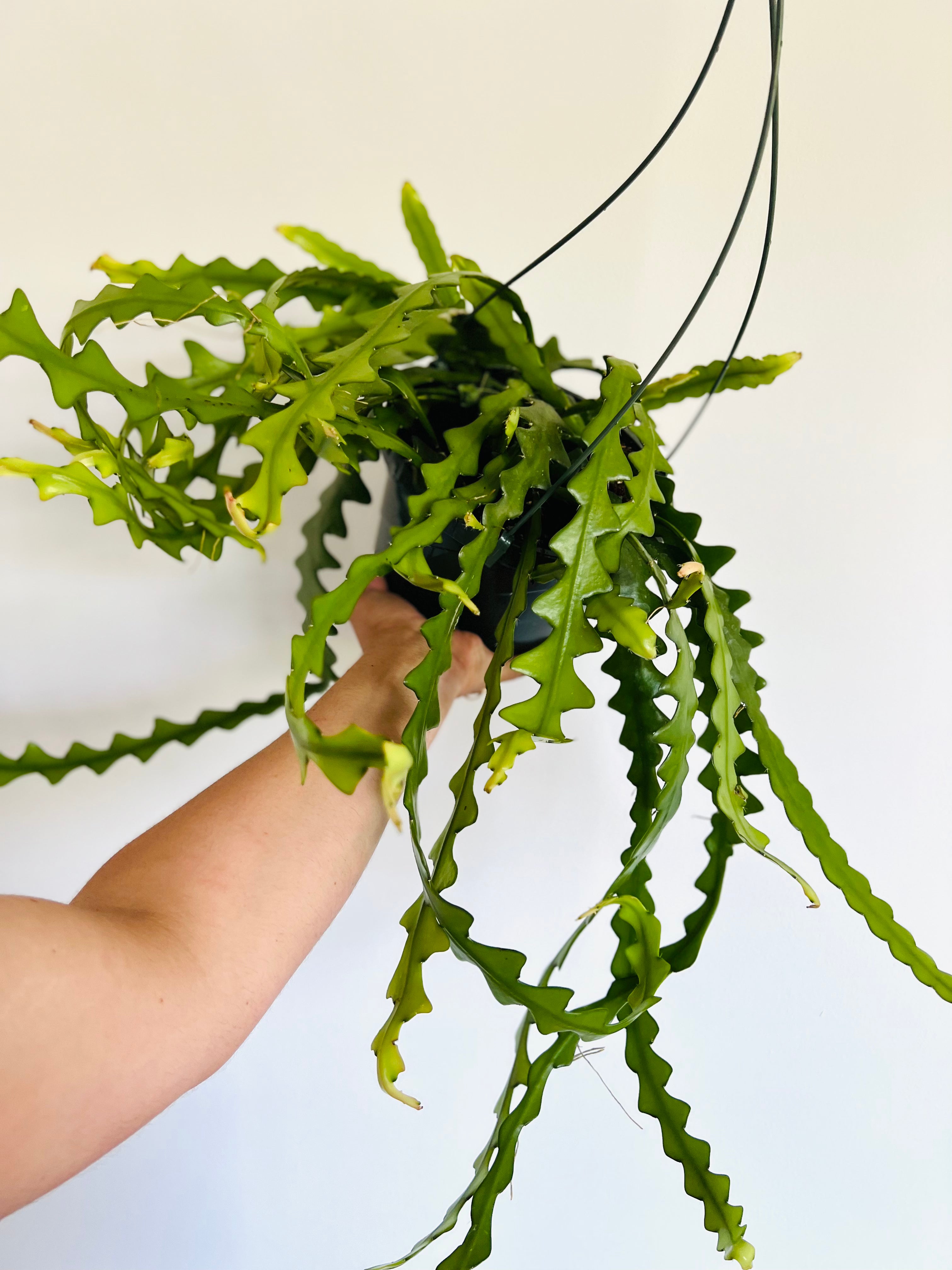 Fishbone Cactus - Epiphyllum Anguliger - 10 Hanging Basket