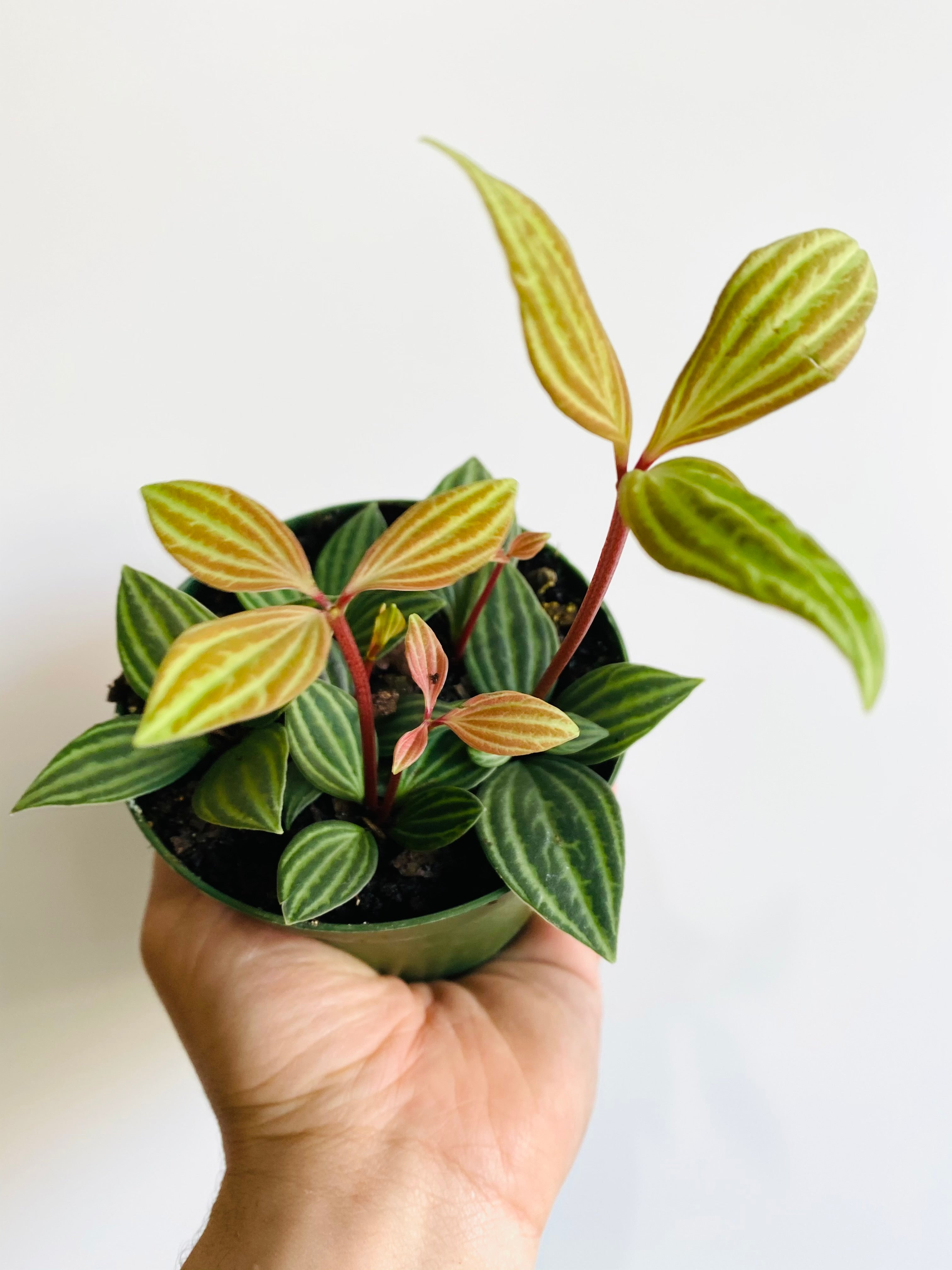 4 Peperomia Scandens Variegata | Cupid