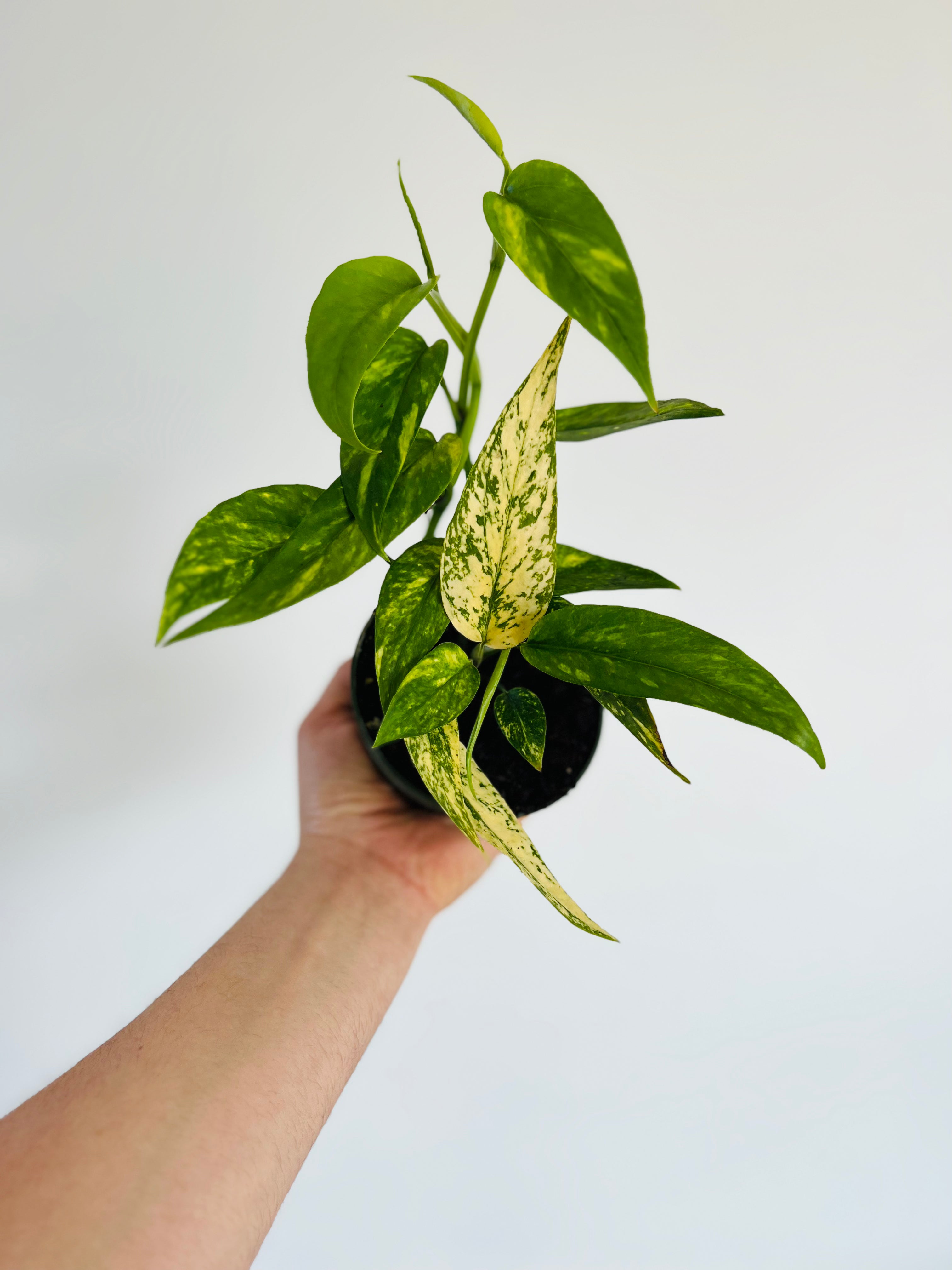How to Grow and Care for Epipremnum Pinnatum