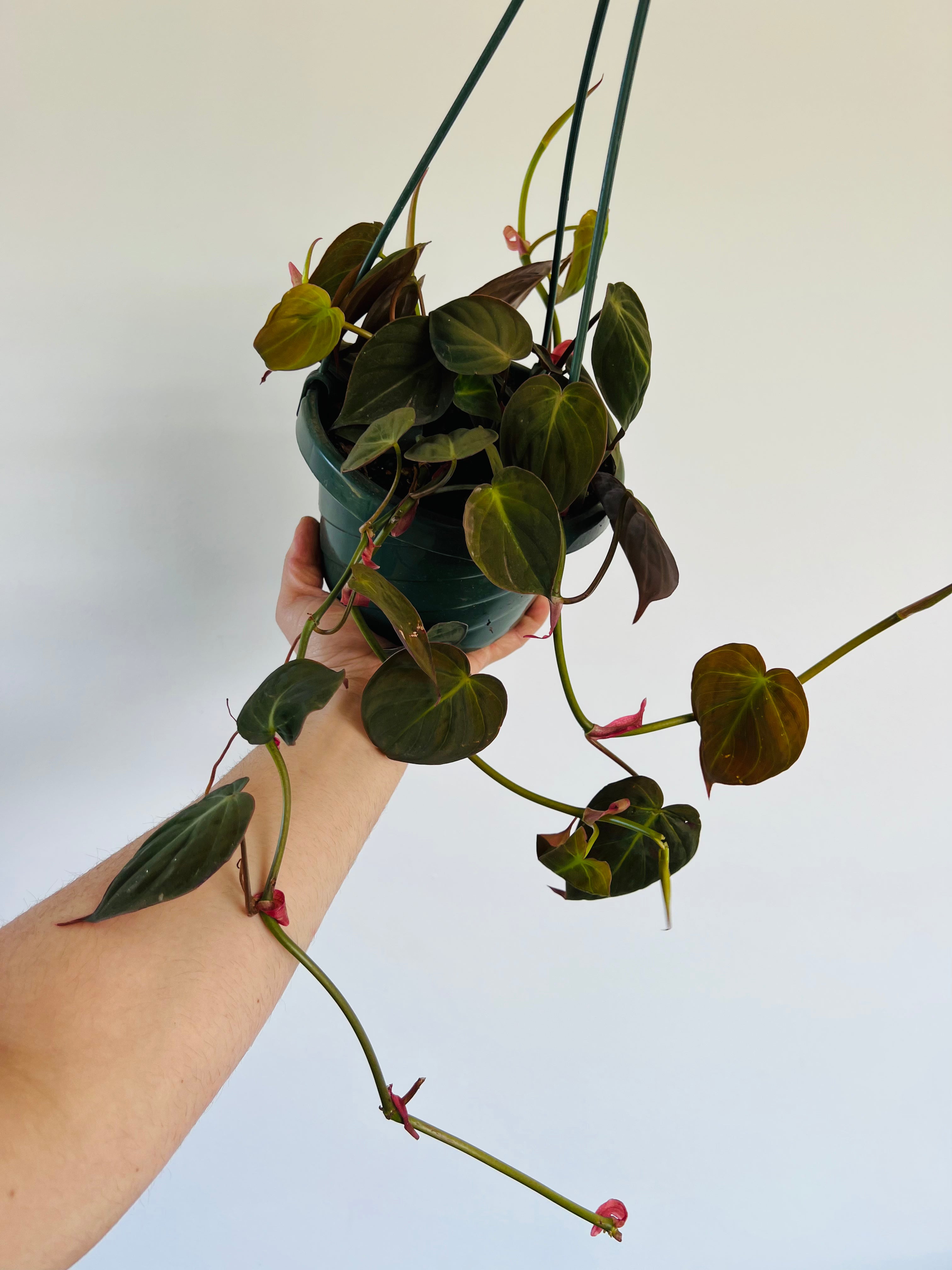 Wekiva Foliage Philodendron Micans Hanging Basket Live Plant in 4 in.  Hanging Pot Philodendron Micans Florist Quality Indoor 6L-6T7S-WBKA - The Home  Depot