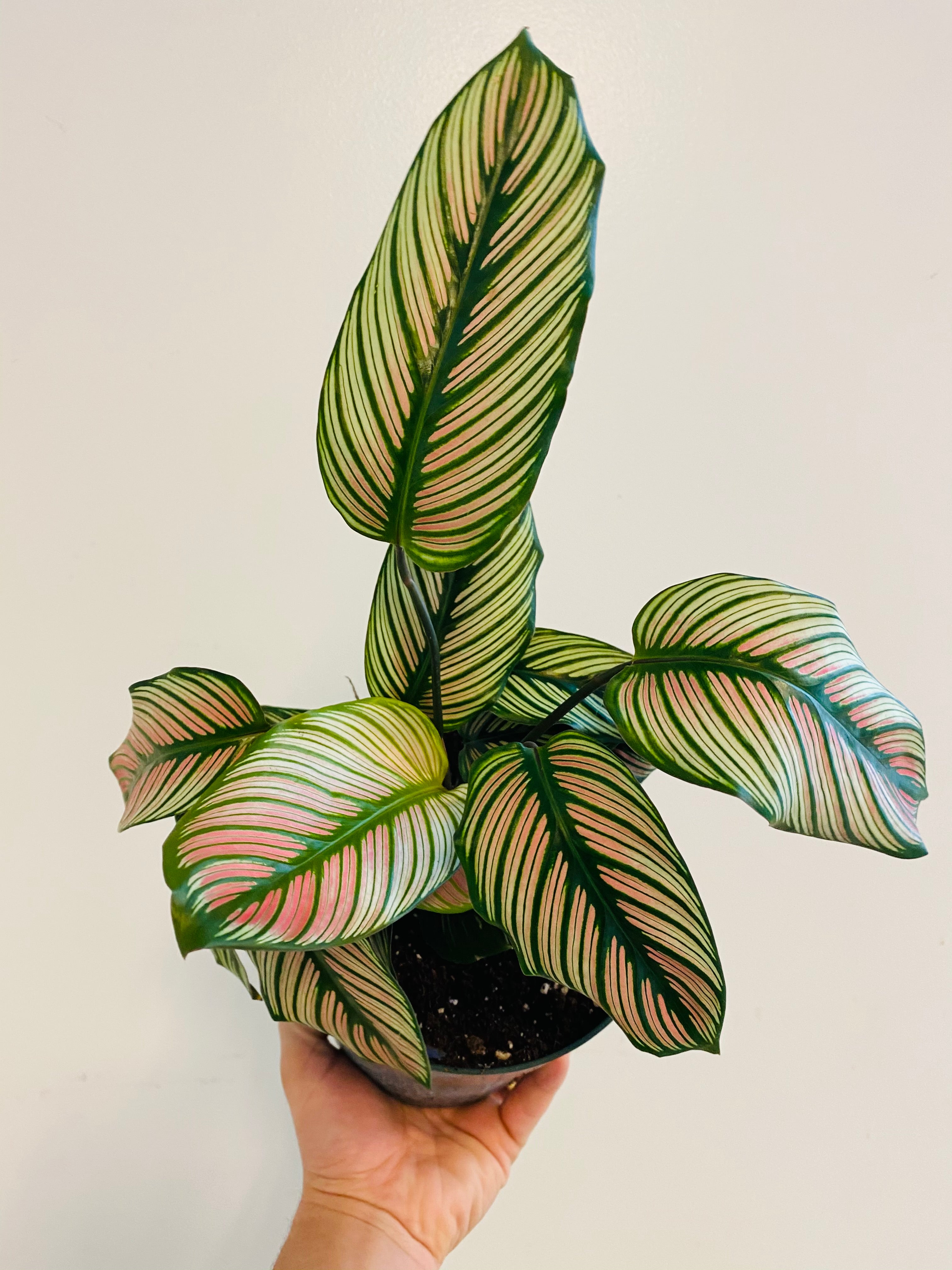 Calathea Majestica 'White Star' - 4