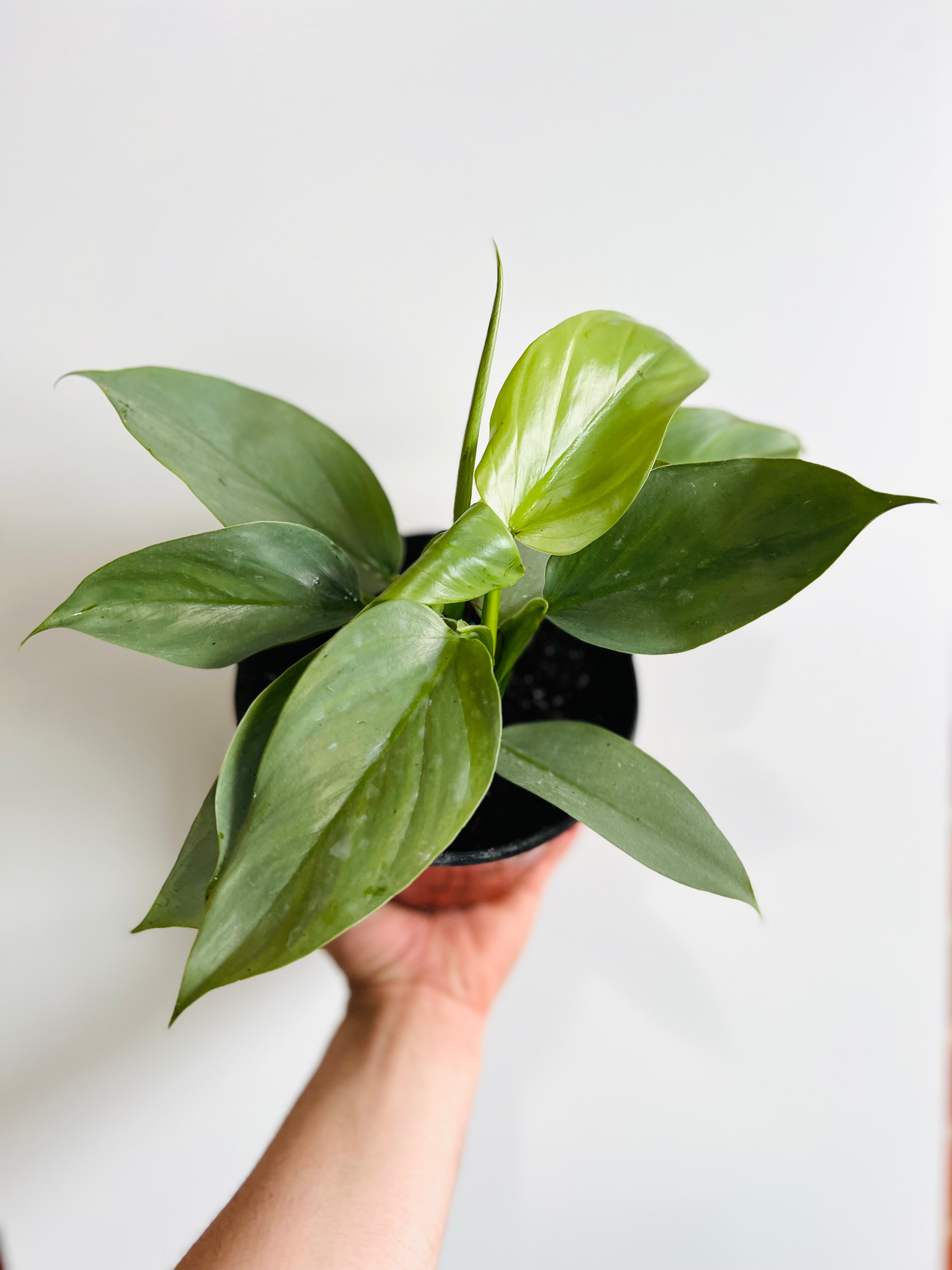 6 Moss Pole Philodendron 'Silver Sword' — Bloom