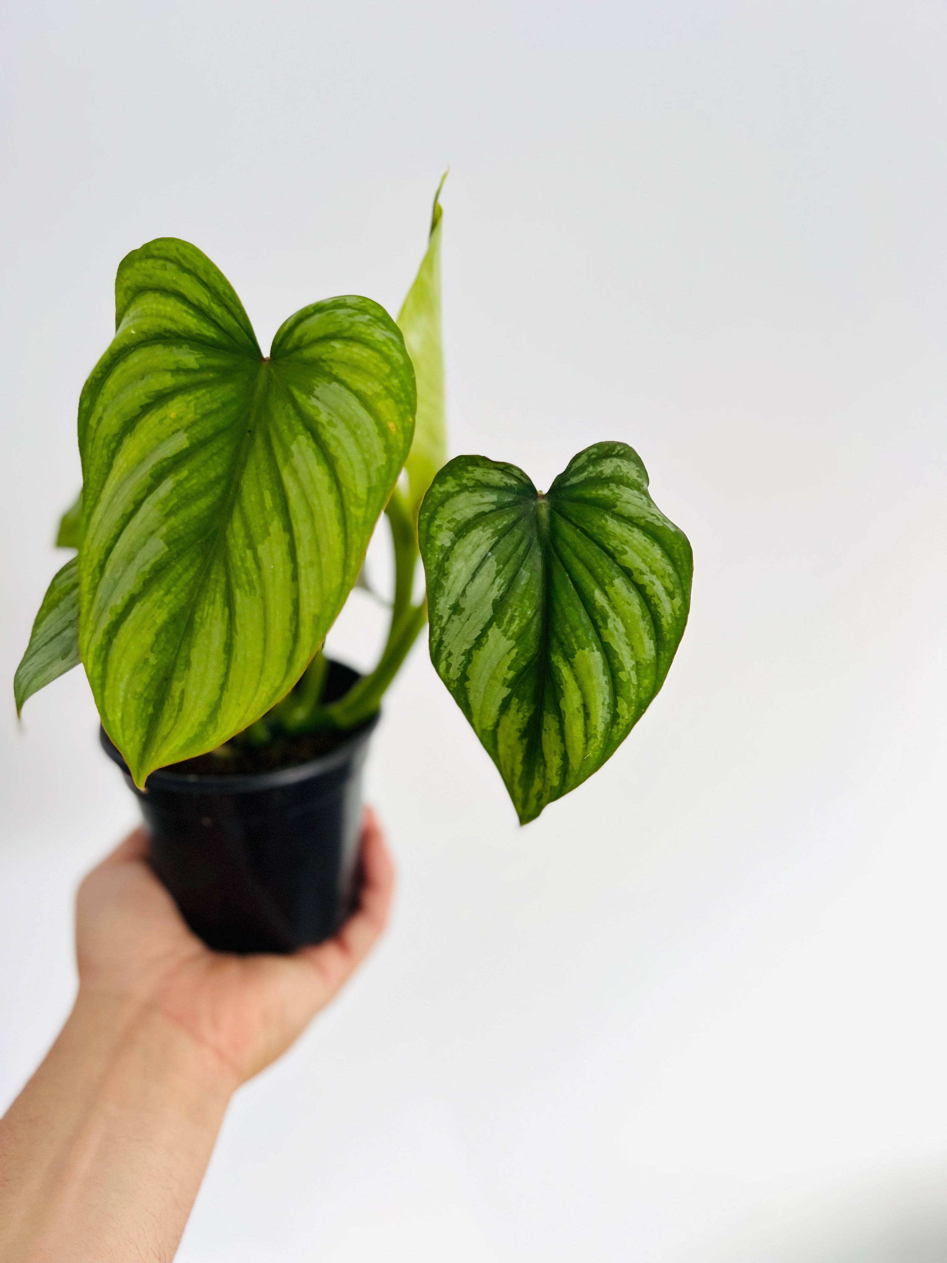 Philodendron 'Silver Cloud' - Quilted Silver Leaf Philodendron (4.5 Pot)