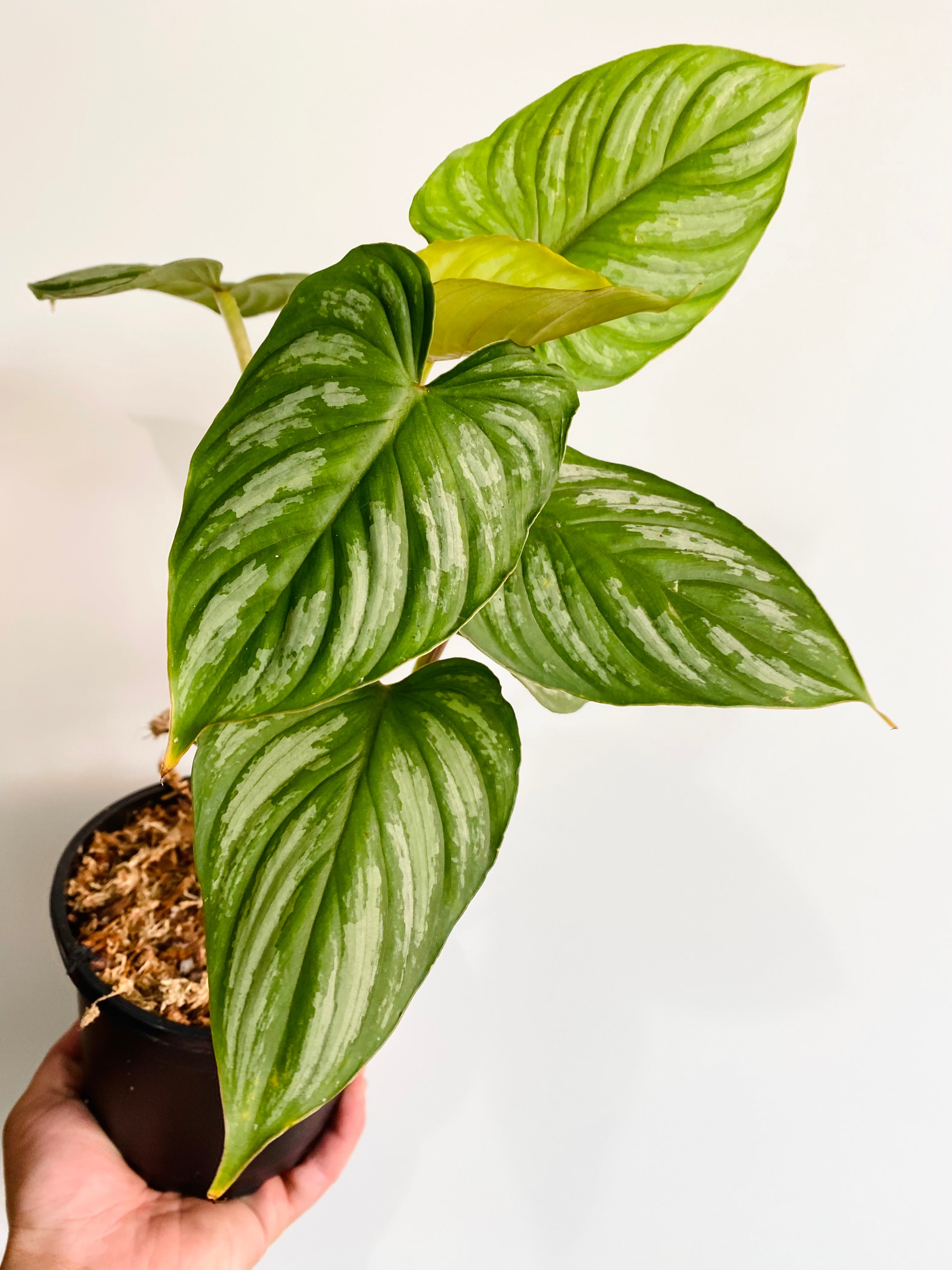 Philodendron 'Silver Cloud' - Quilted Silver Leaf Philodendron (4.5 Pot)