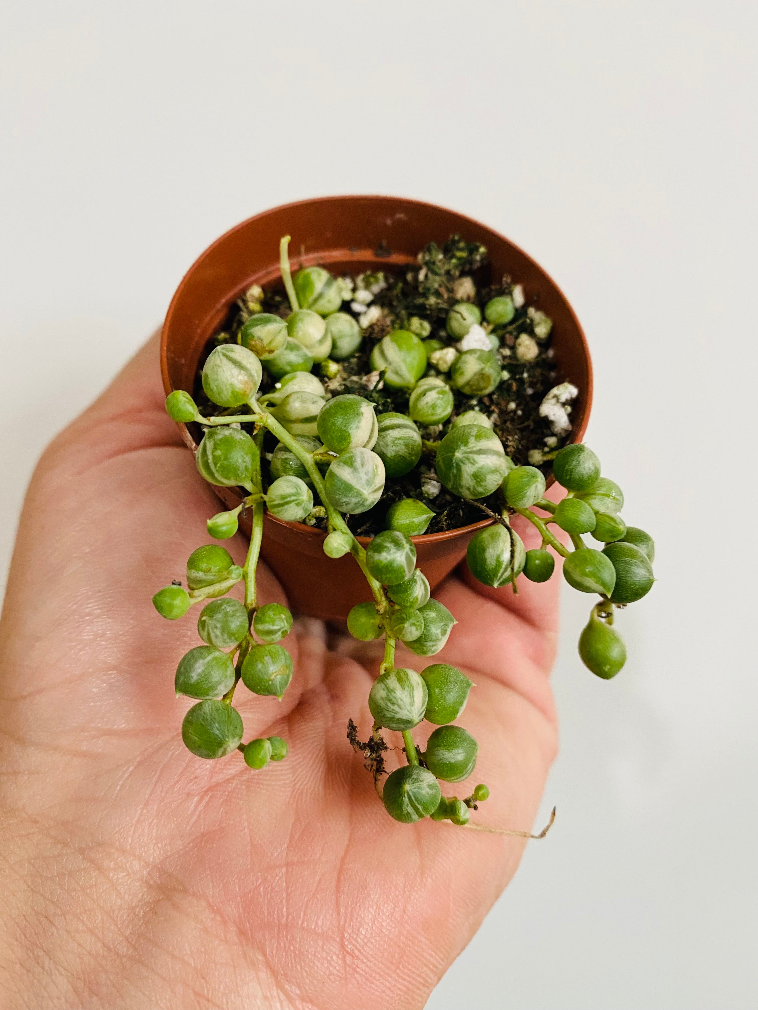 String of Pearls 'Variegated' - Senecio Rowleyanus Variegated - 2 Pot –  Brumley & Bloom