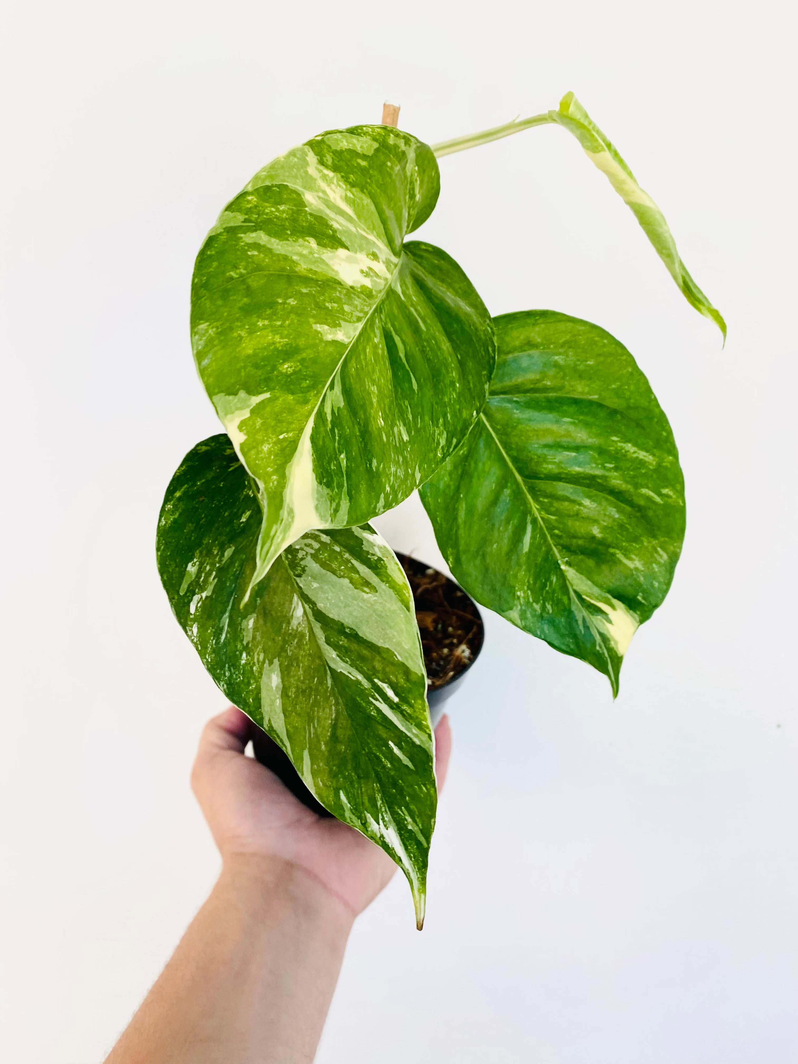 Epipremnum Pinnatum Albo – Christine's Tropical & Exotic Plants
