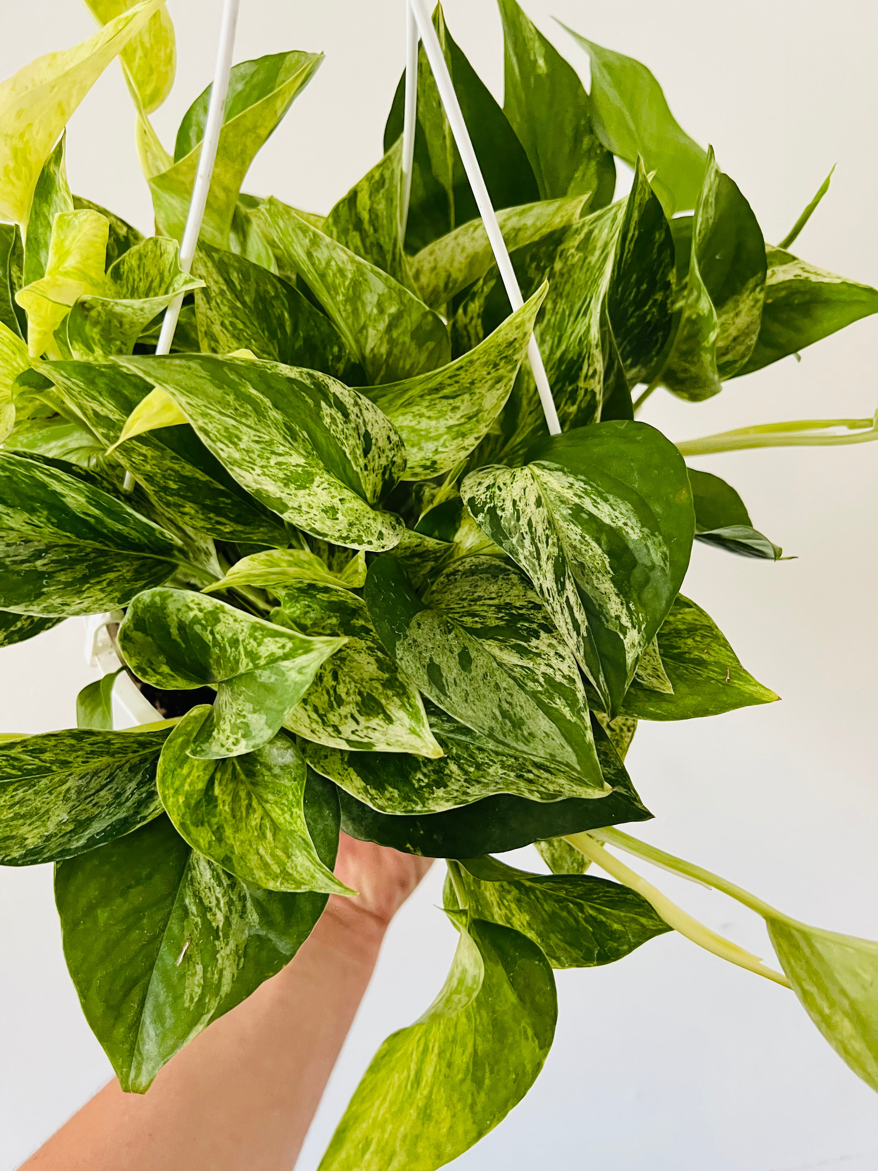 Marble Queen Pothos - Epipremnum Aureum 'Marble Queen' - 3 Pot – Brumley &  Bloom