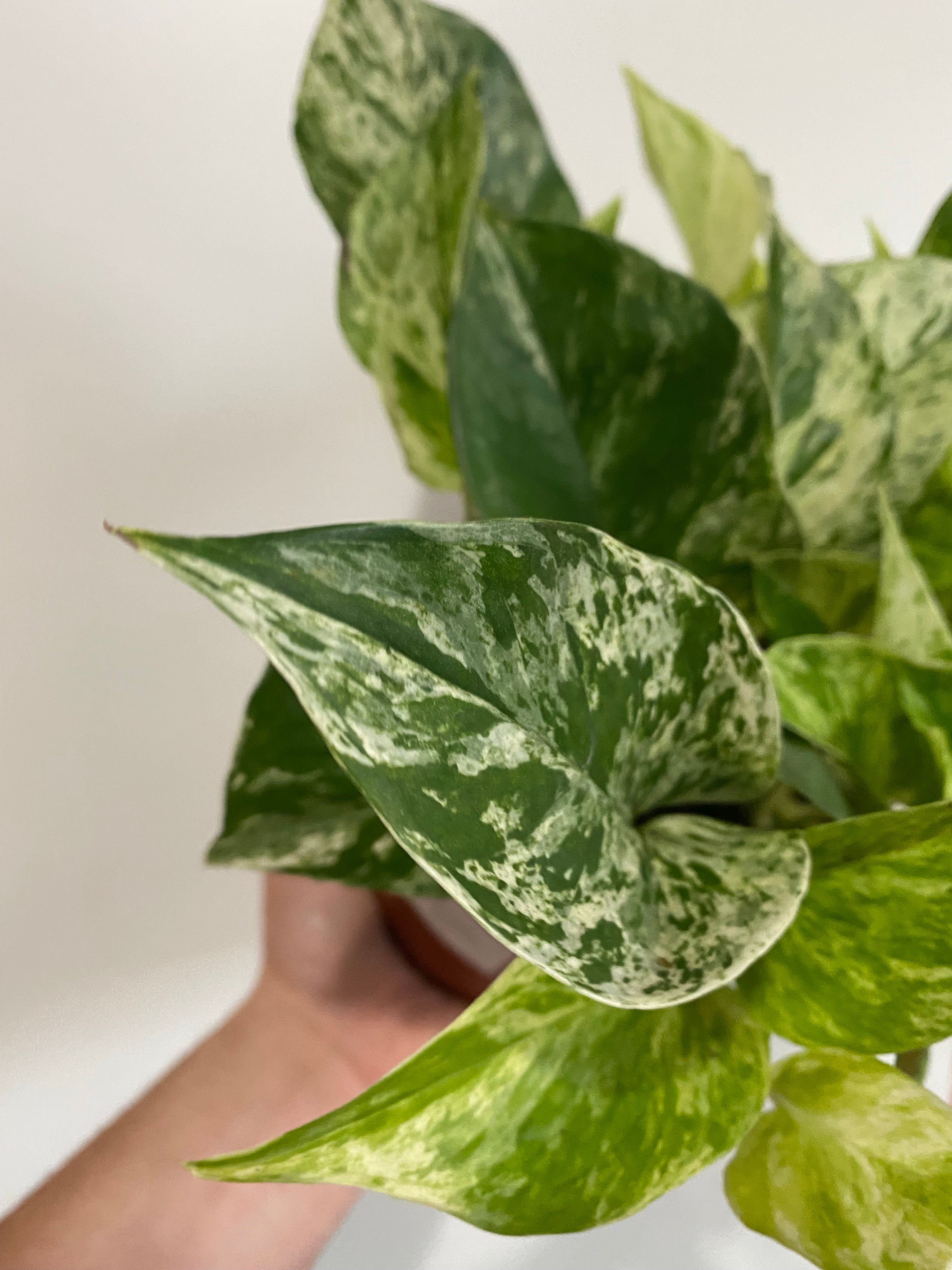 National Plant Network 6 in. Marble Queen Pothos Plant in Grower Container (1-Piece)