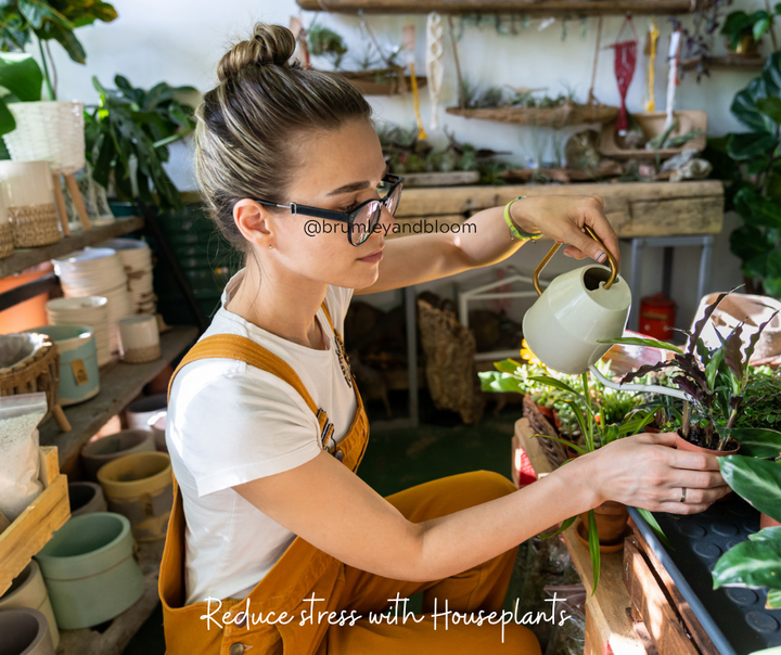 The Green Oasis: How Indoor Houseplants Help Reduce Stress