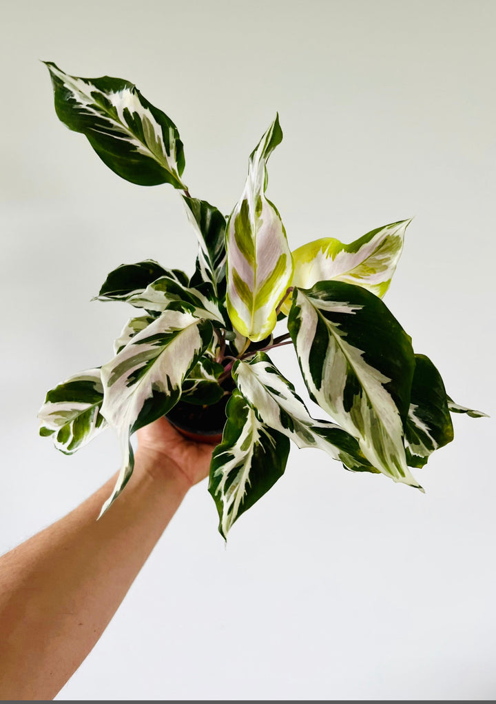 Calathea Stella: What You Need to Know