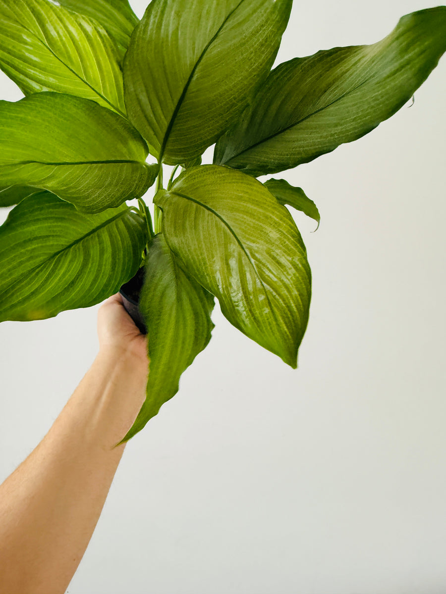 Silver Peace Lily - Spathiphyllum Platinum - 4