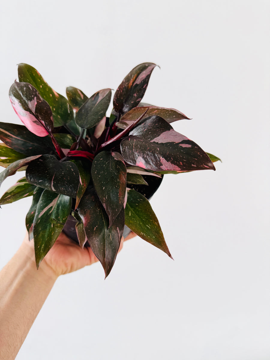 Philodendron Pink Princess Galaxy King - 6” Pot