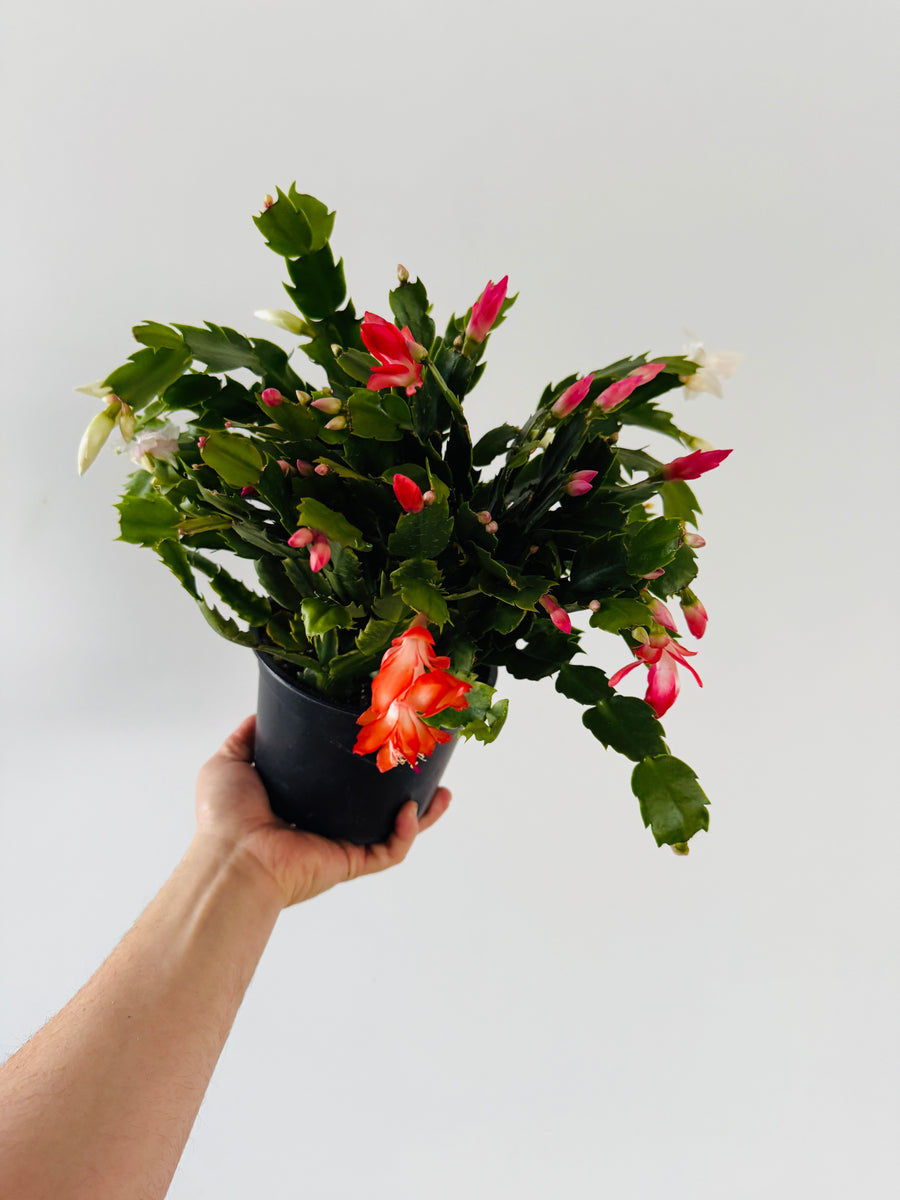 Tricolor Christmas Cactus -Schlumbergera Zygocactus - 6