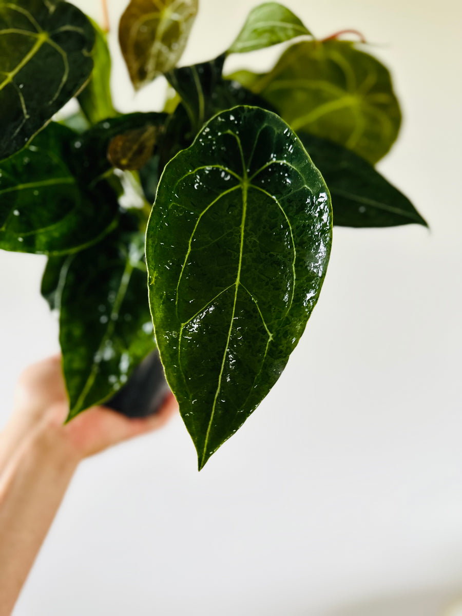 Anthurium Forgetii White Stripes - Very Large - 5” Pot