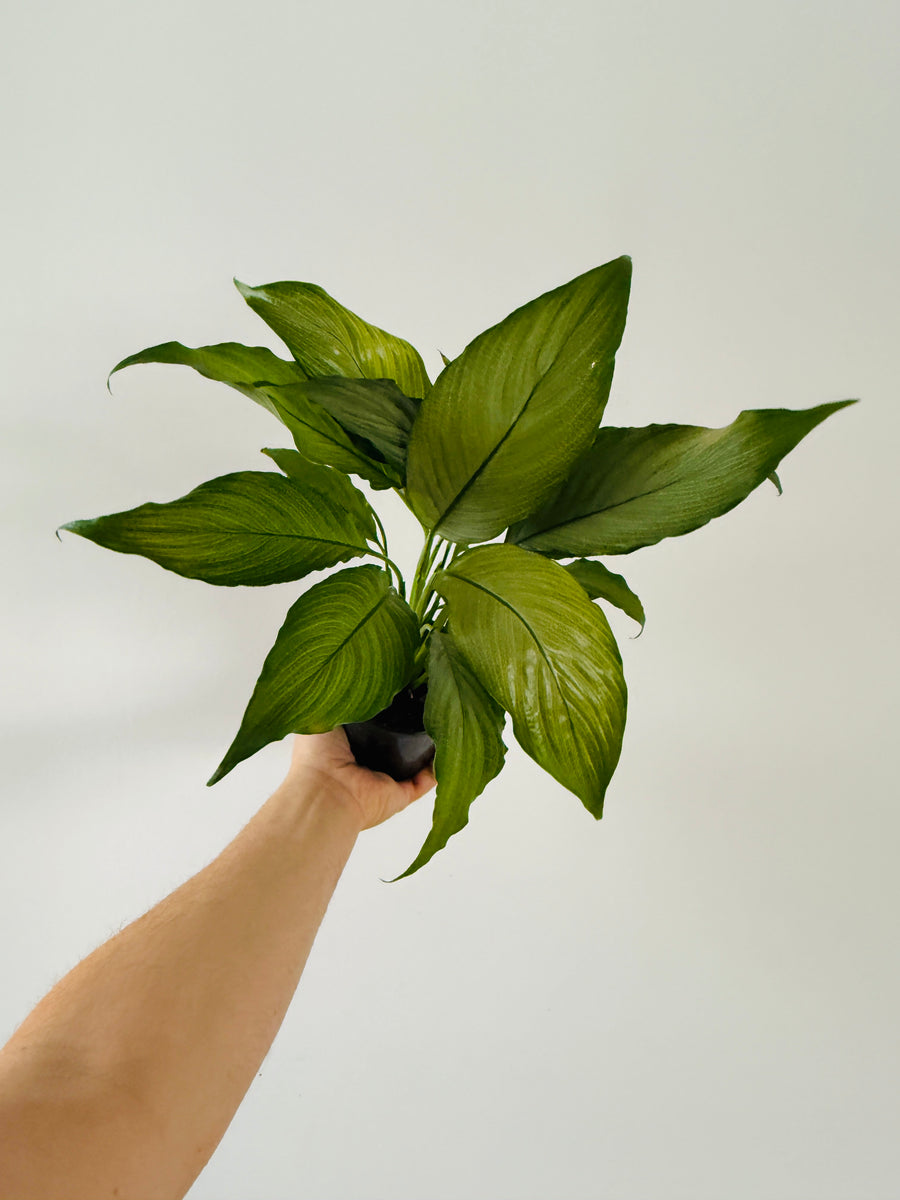 Silver Peace Lily - Spathiphyllum Platinum - 4