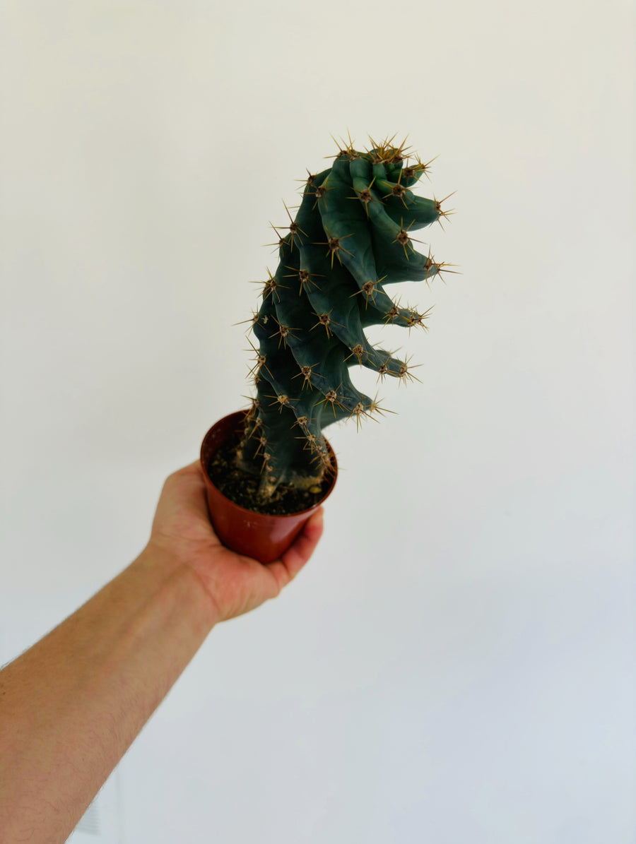 Spiral Cactus - Cereus Forbesii Spiralis - 4” Pot