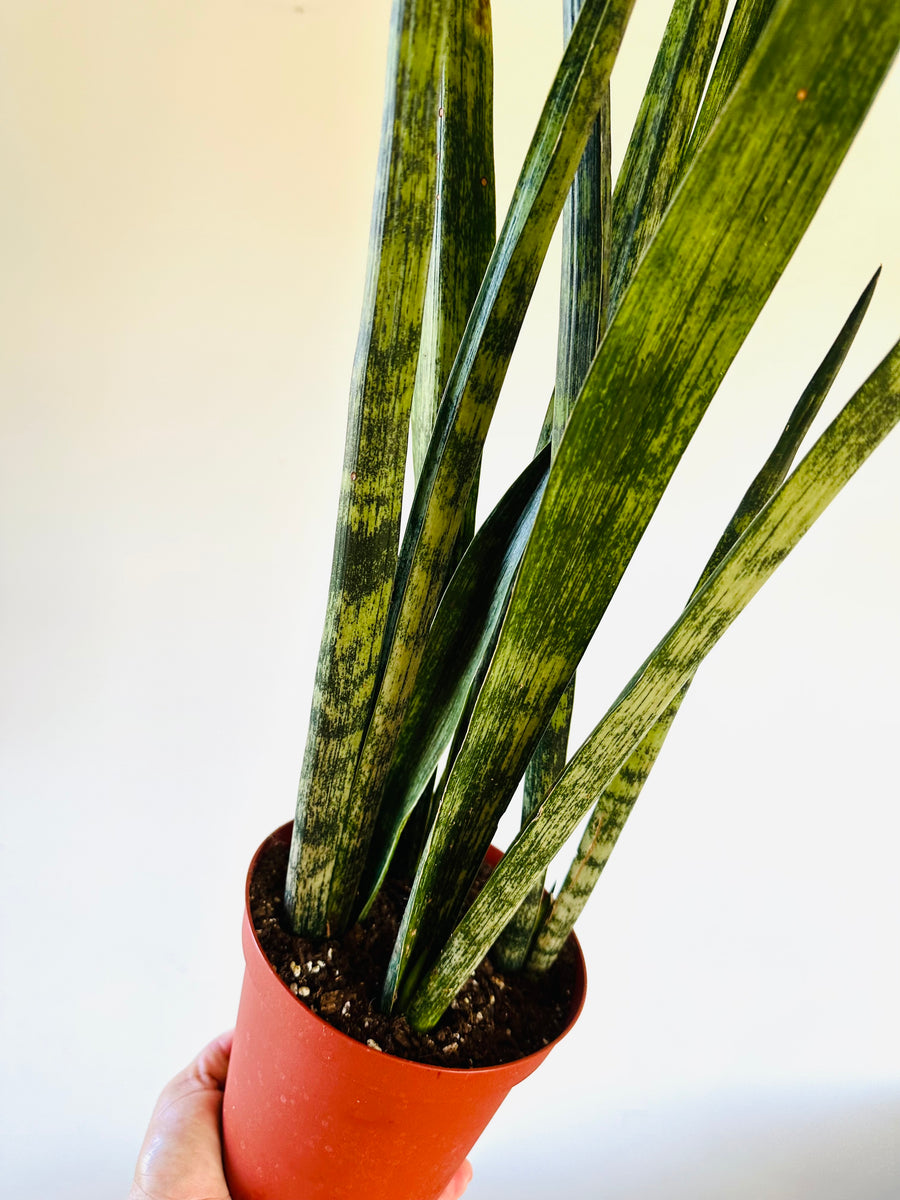 Sansevieria Green Arrow - 6