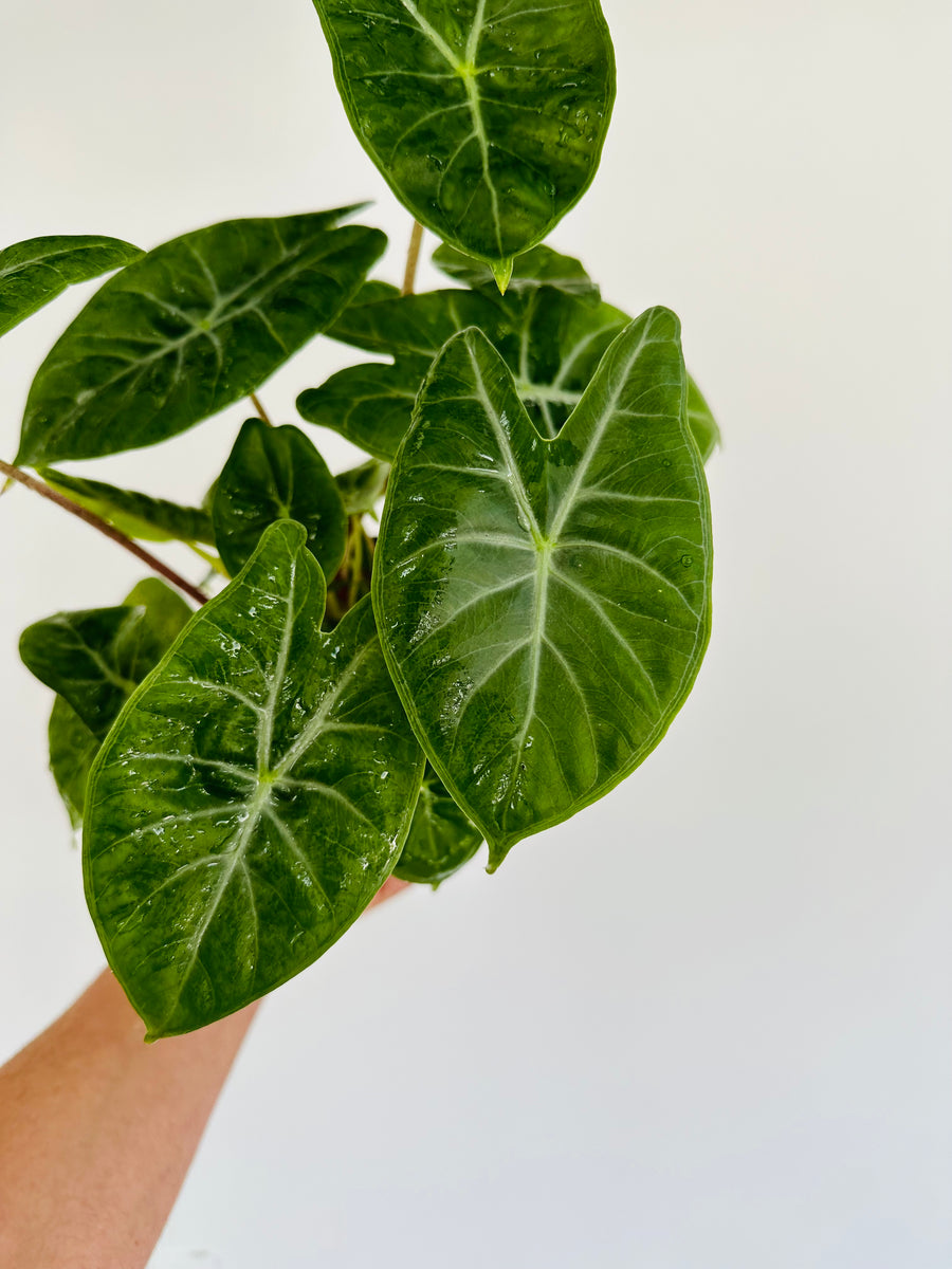 Alocasia Ivory Coast - Jewel Alocasia - 6