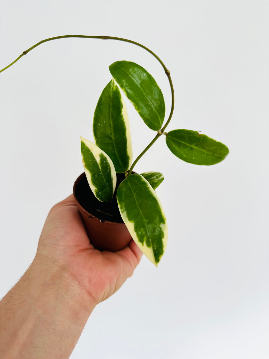 Hoya Acuta 'Outer Variegated' - 3