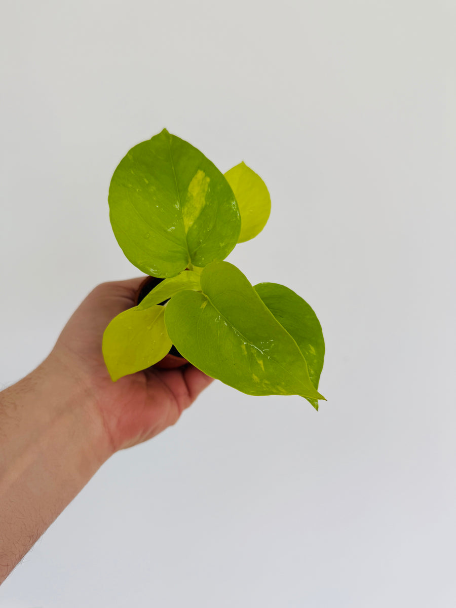 Pothos Kaguya - Terunoworld Pothos - 2” Pot - LIMIT: One Per Customer