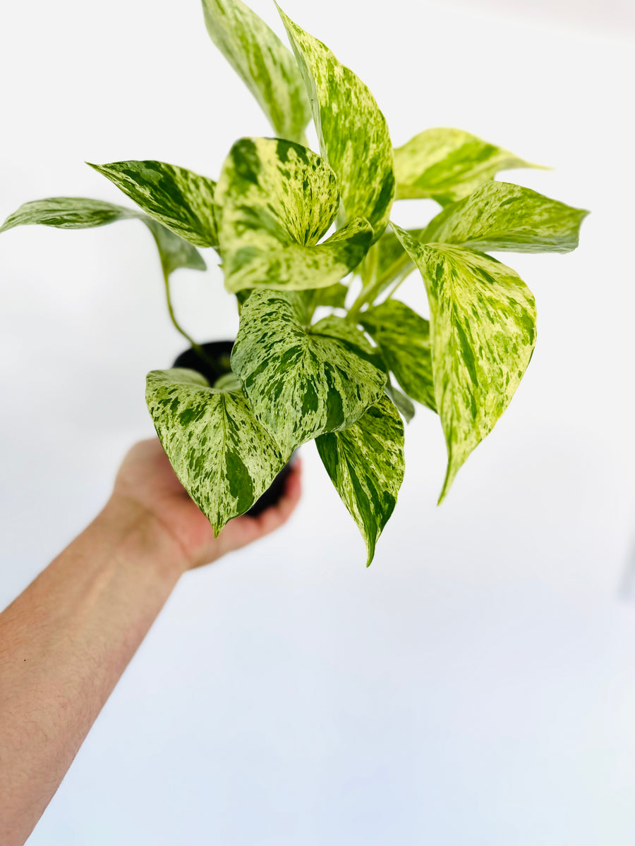 Snow Queen Pothos - Epipremnum Aureum 'Snow Queen' - 4