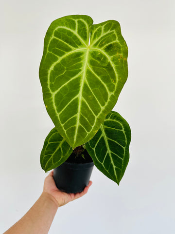 Anthurium Besseae aff x Magnificum - 6” Pot