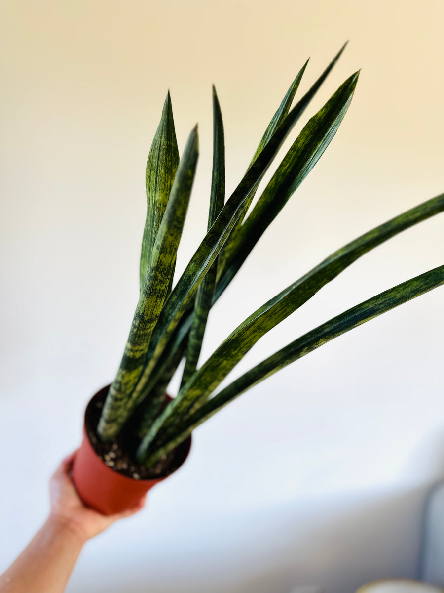 Sansevieria Green Arrow - 6