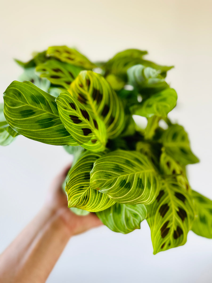 Maranta Leuconeura 'Fantasy' - Rare Prayer Plant - 6