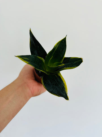 Emerald Star Sansevieria - Snake Plant - 3