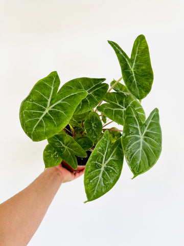 Alocasia Ivory Coast - Jewel Alocasia - 6