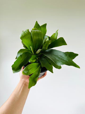 Staghorn Fern - Platycerium bifurcatum 'Netherlands' - 6