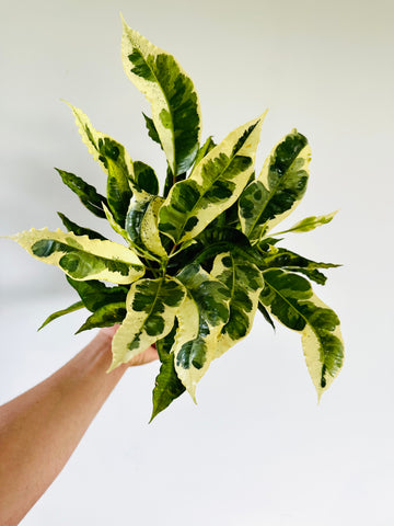 Croton Variegatum Tamara - 6