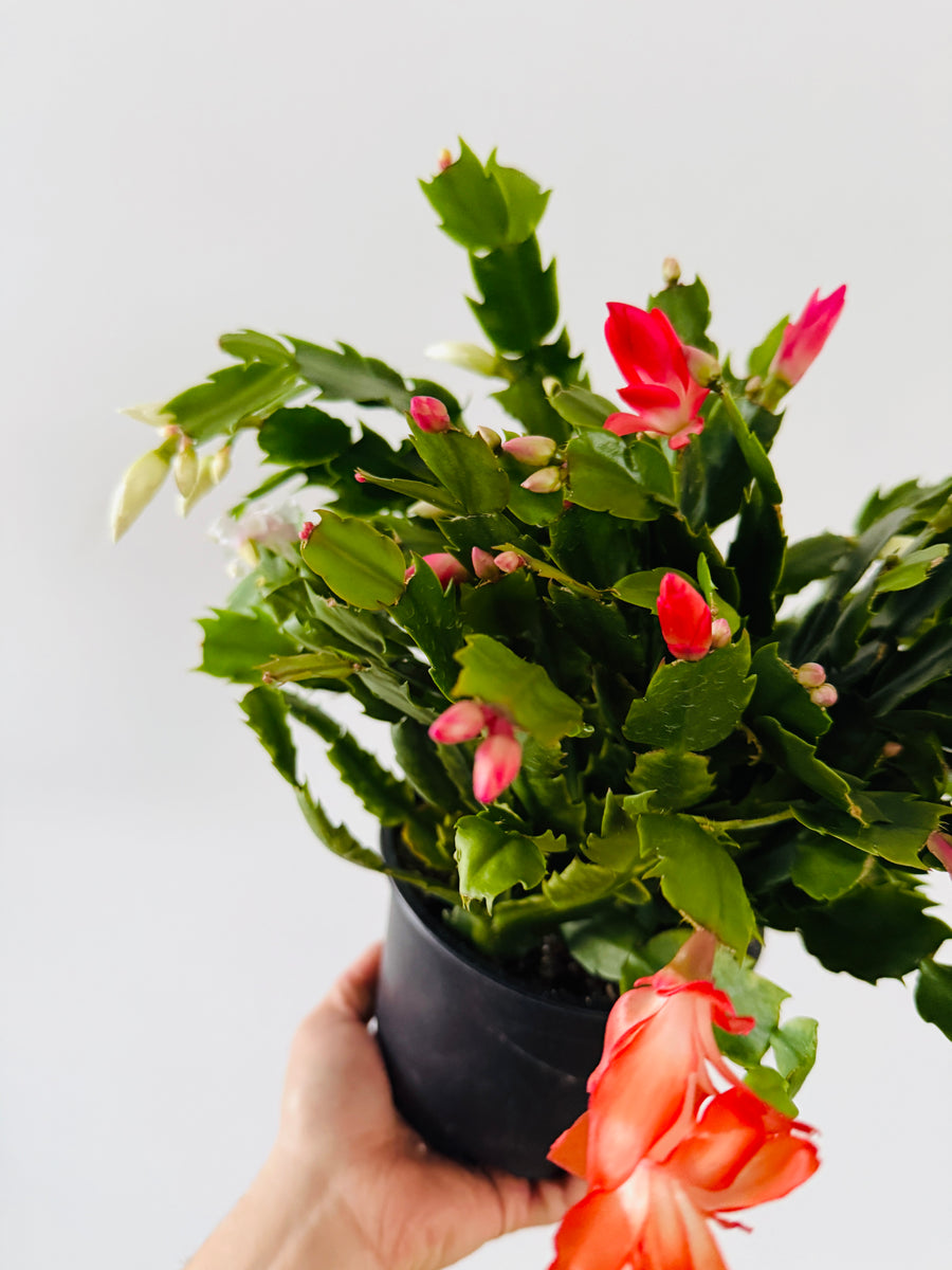 Tricolor Christmas Cactus -Schlumbergera Zygocactus - 6