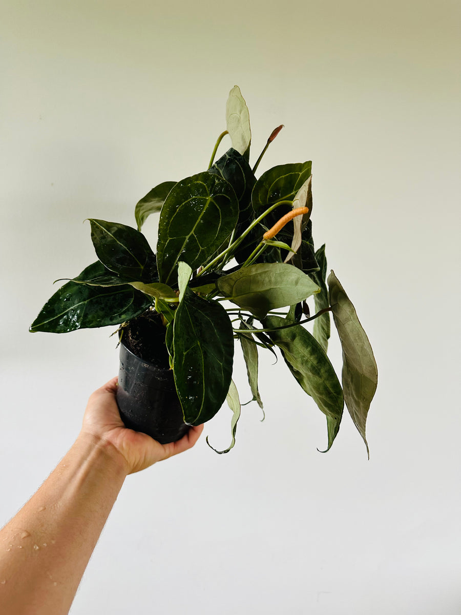 Anthurium Forgetii White Stripes - Very Large - 5” Pot