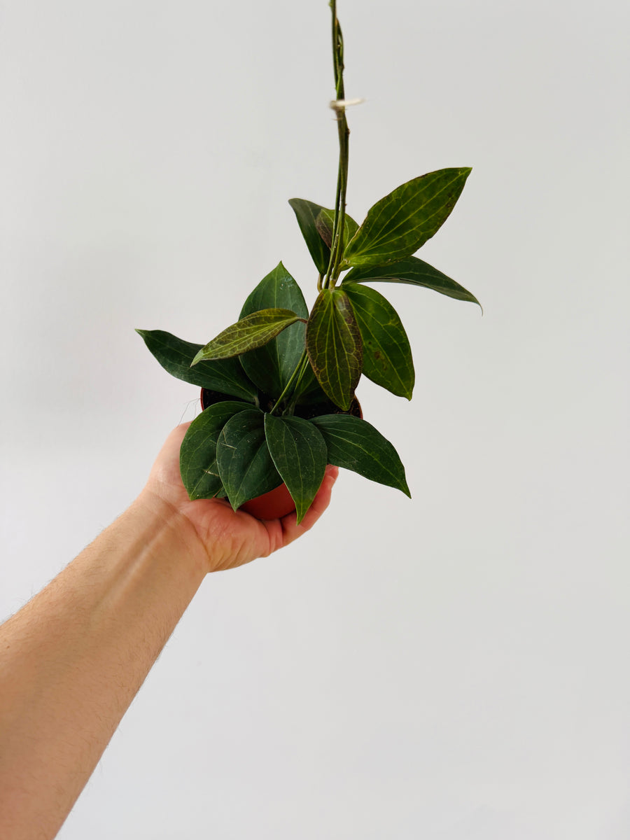 Hoya sp. Nicholsoniae - 4” Pot