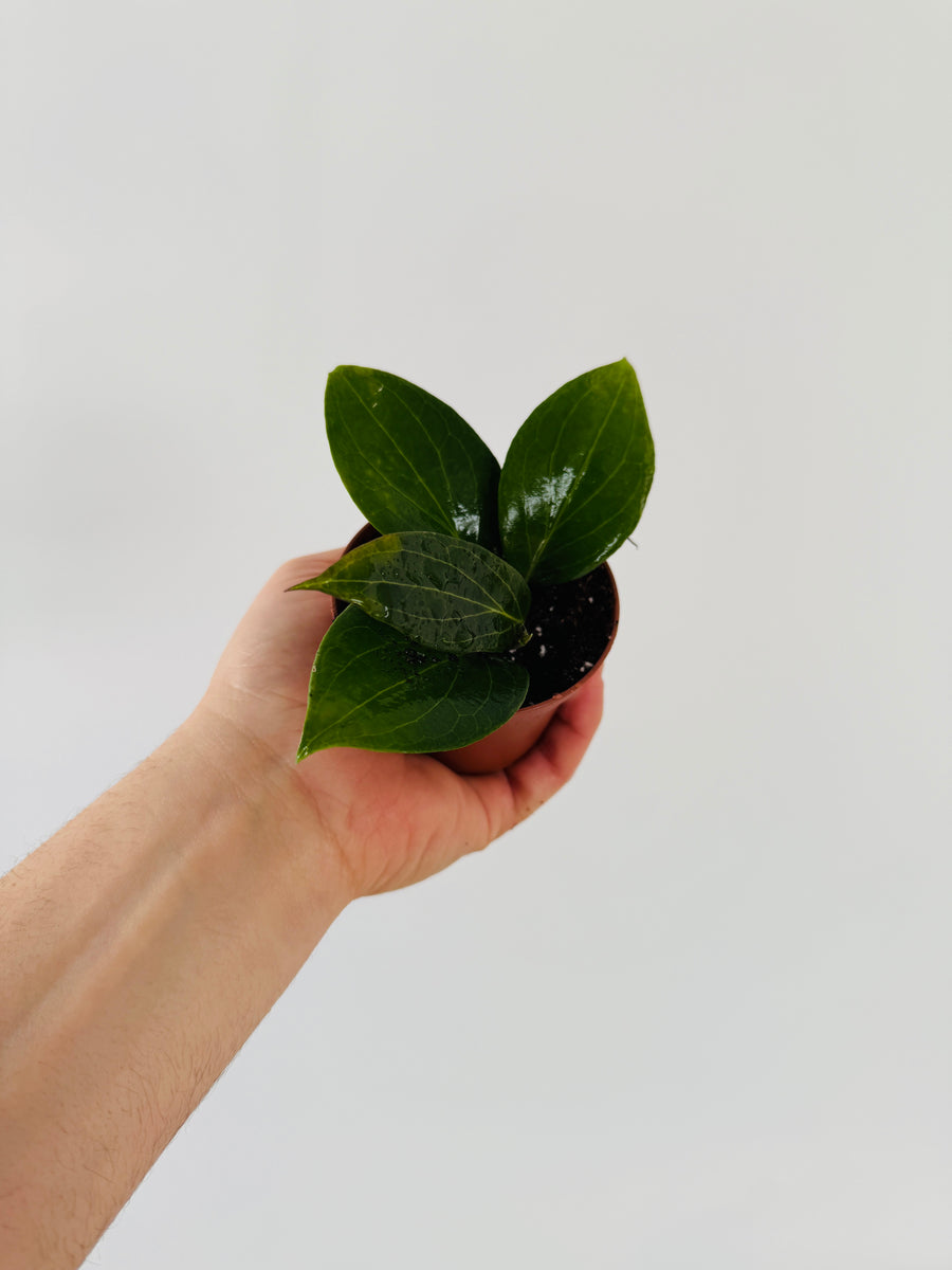 Hoya sp. Nicholsoniae - 3” Pot