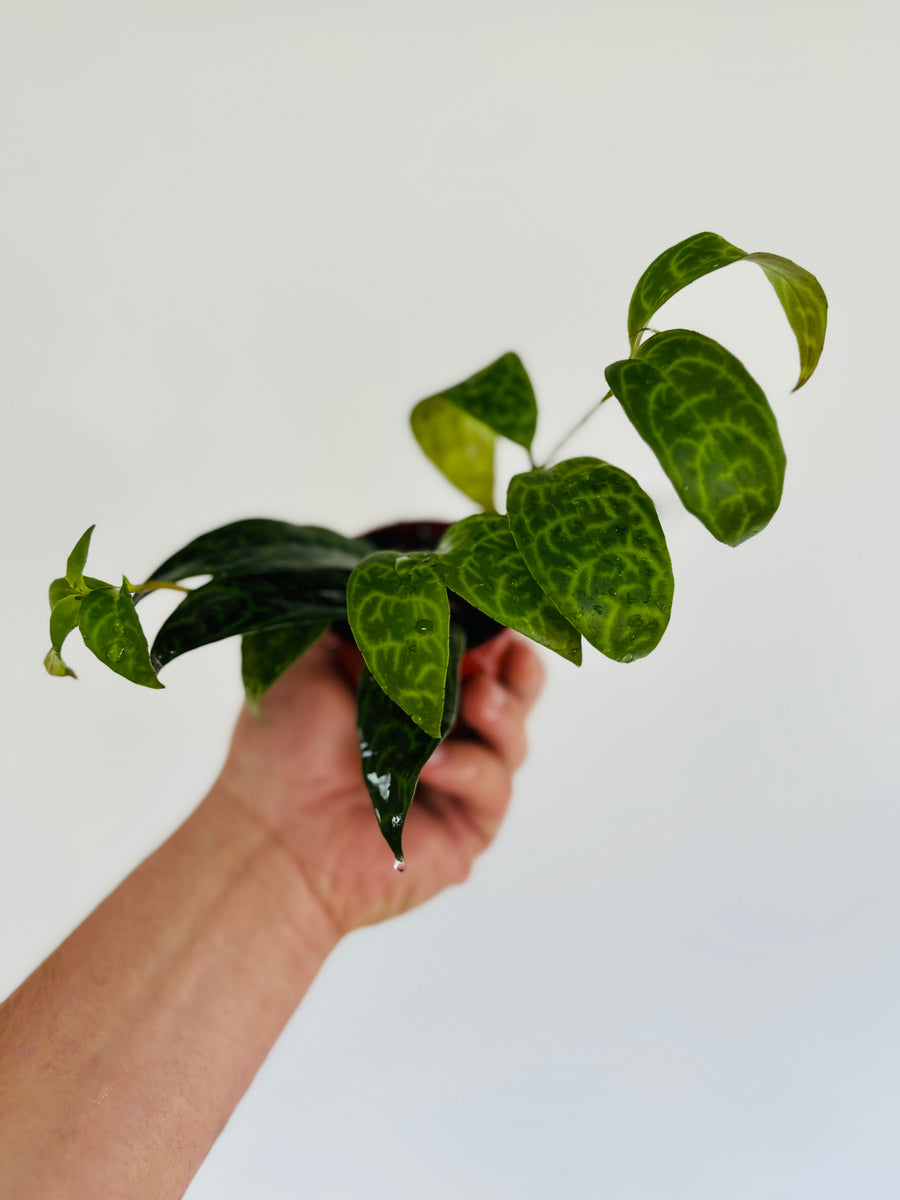 Zebra Vine - Lipstick Plant - 3