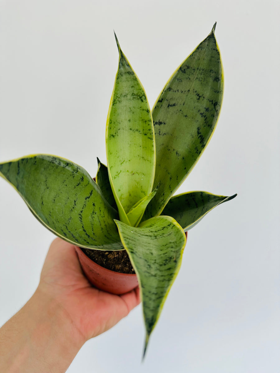 Sansevieria Silver Frost - Hahnii Snake Plant - 4