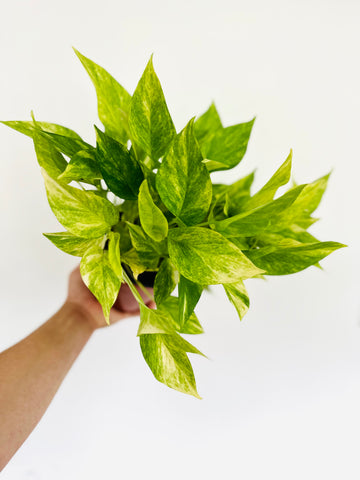 Pothos Neon Queen - New Cultivar - 6” Pot