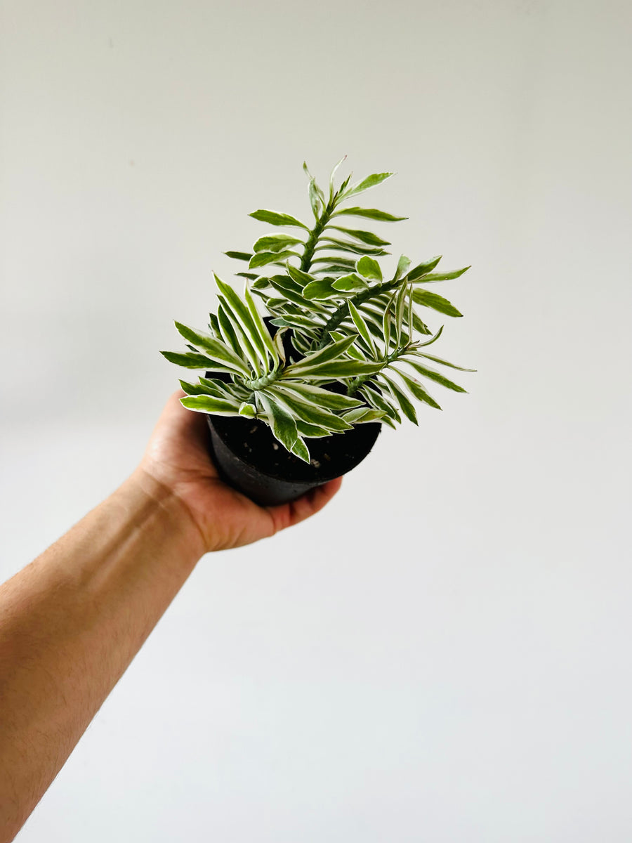 Euphorbia Pedilanthus 'Albo' - Devil's Backbone - 4” Pot